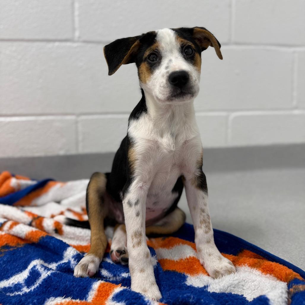 Enlarge Meg, a Adoptable Mixed Breed in Hampton Bays, NY image 3/6