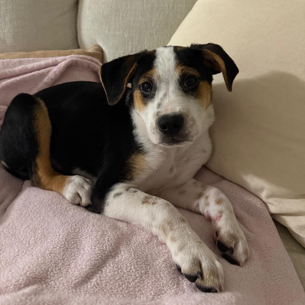 Enlarge Meg, a Adoptable Mixed Breed in Hampton Bays, NY image 5/6