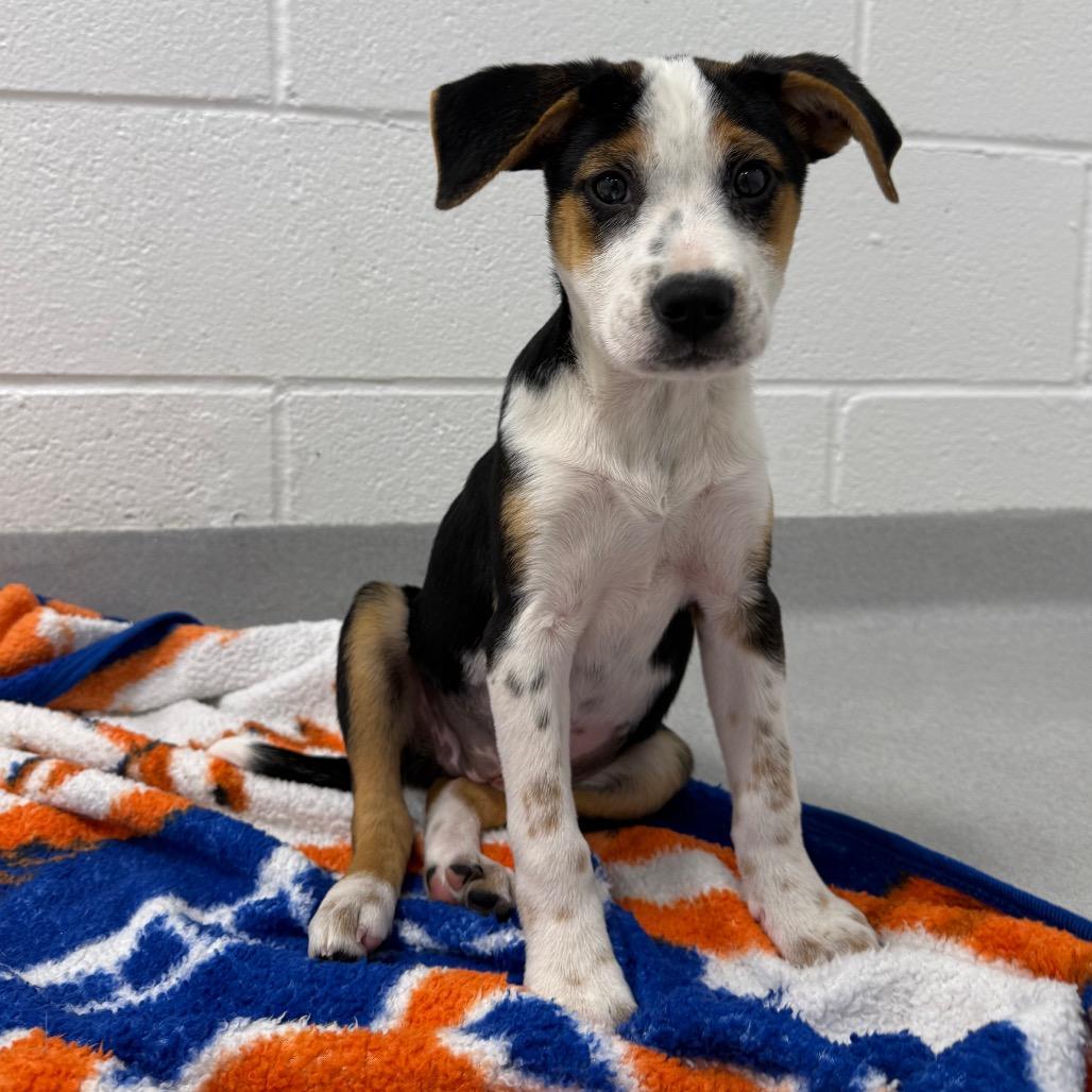 Enlarge Meg, a Adoptable Mixed Breed in Hampton Bays, NY image 6/6