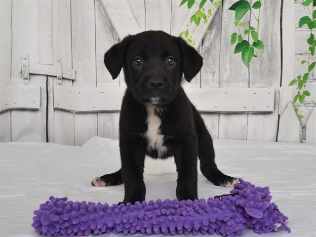 GRACE, Adoptable, Puppy Female Cane Corso & Australian Cattle Dog / Blue Heeler.