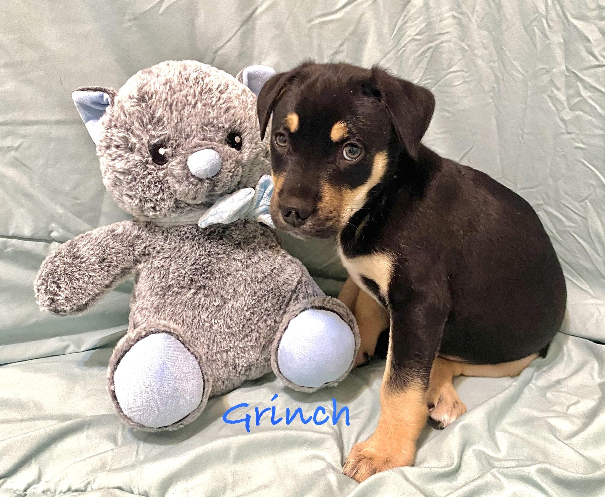 Enlarge Grinch, a ADOPTABLE mixed breed in Hatfield, PA image 3/3