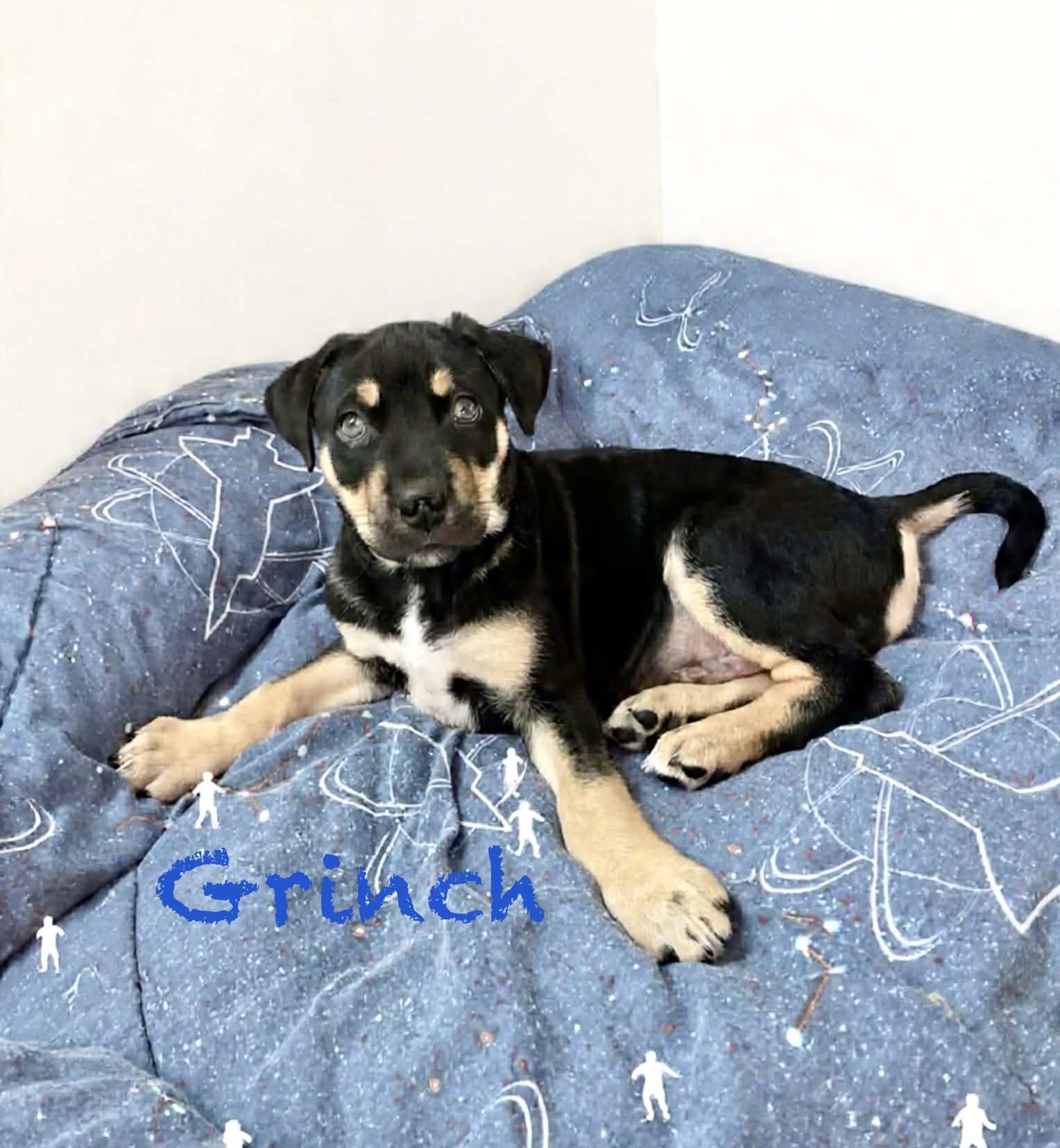 Grinch, ADOPTABLE, Puppy Male German Shepherd Dog.