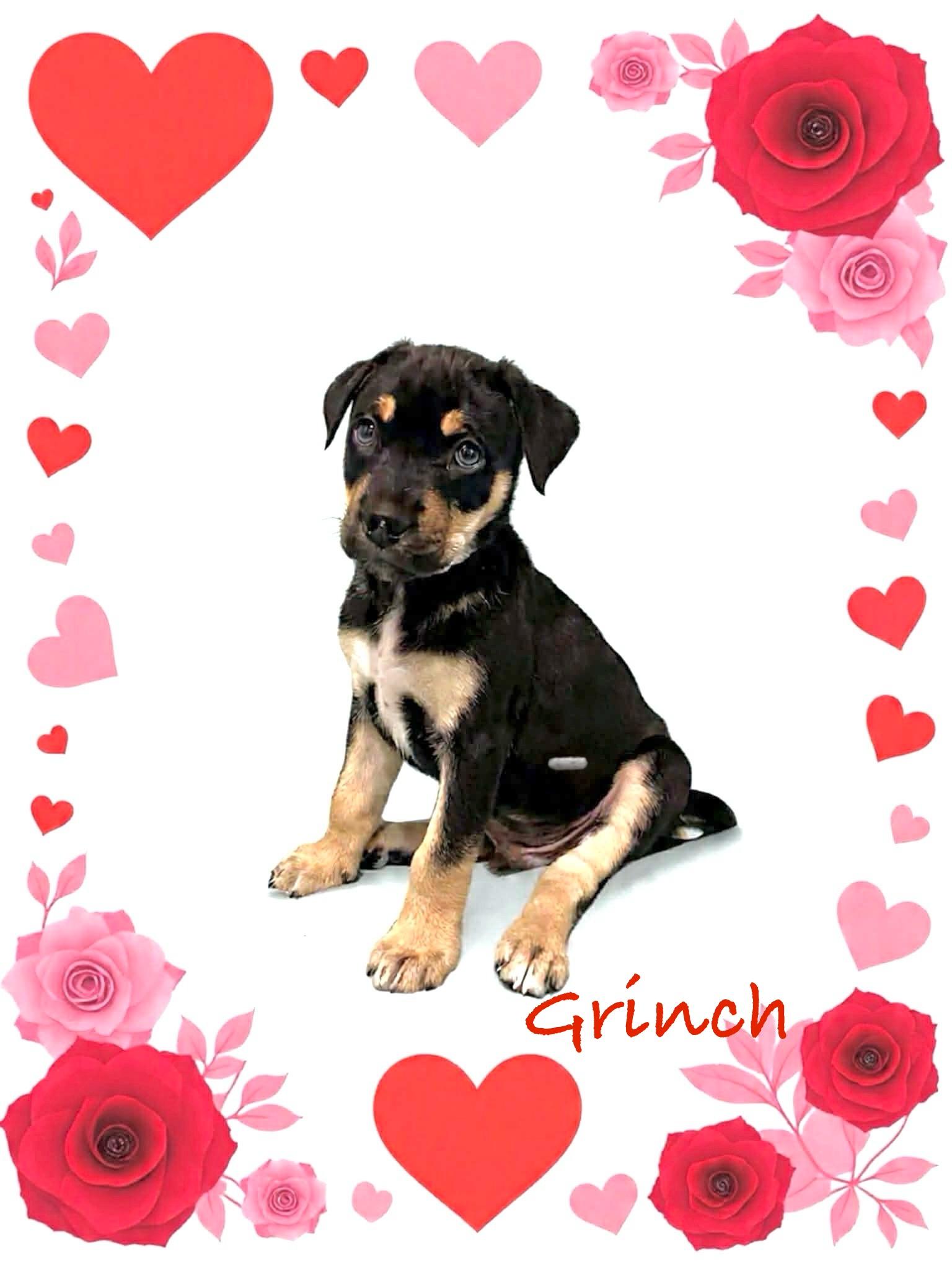 Enlarge Grinch, a ADOPTABLE mixed breed in Hatfield, PA image 2/3