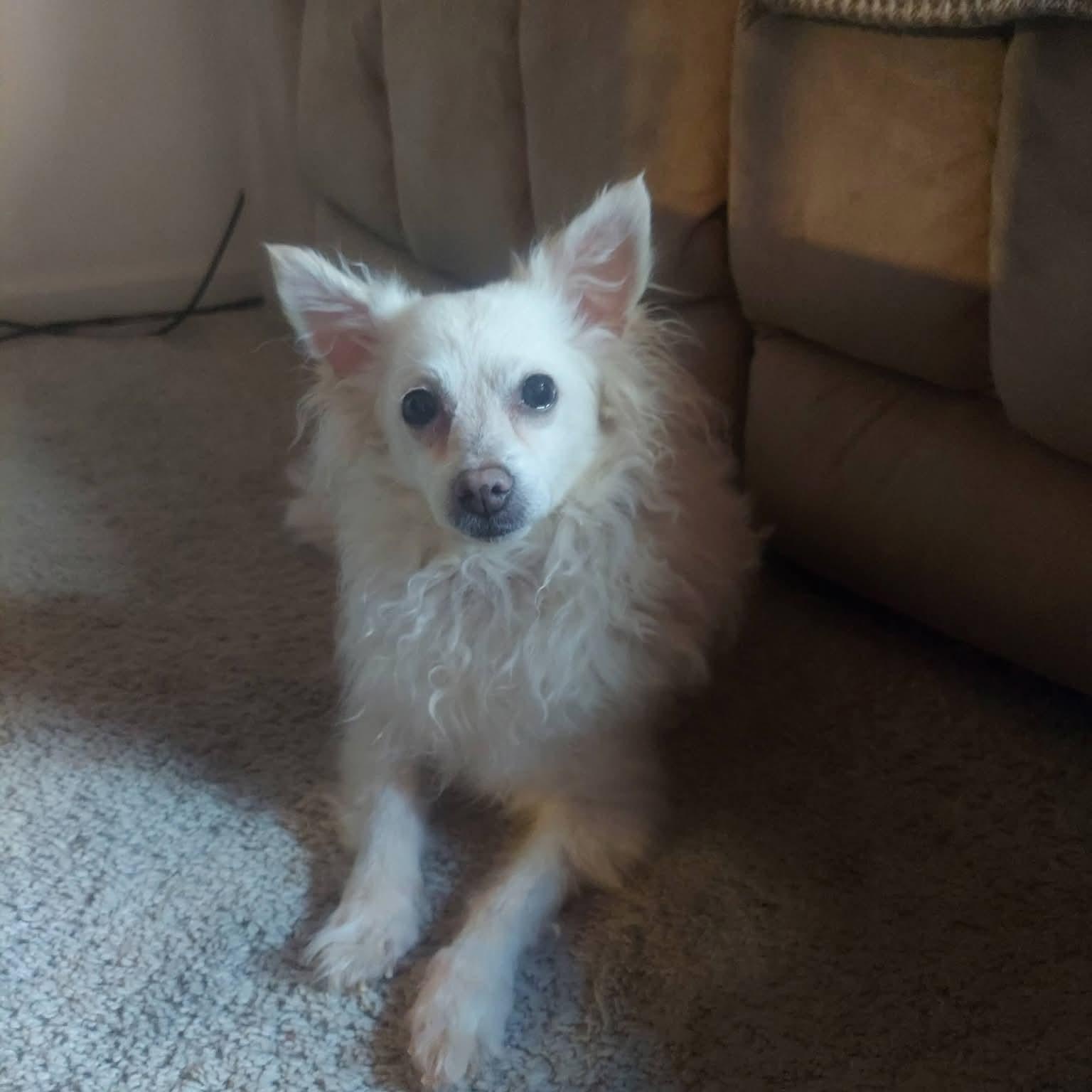 Enlarge Paloma, a ADOPTABLE mixed breed in Lexington, KY image 3/3
