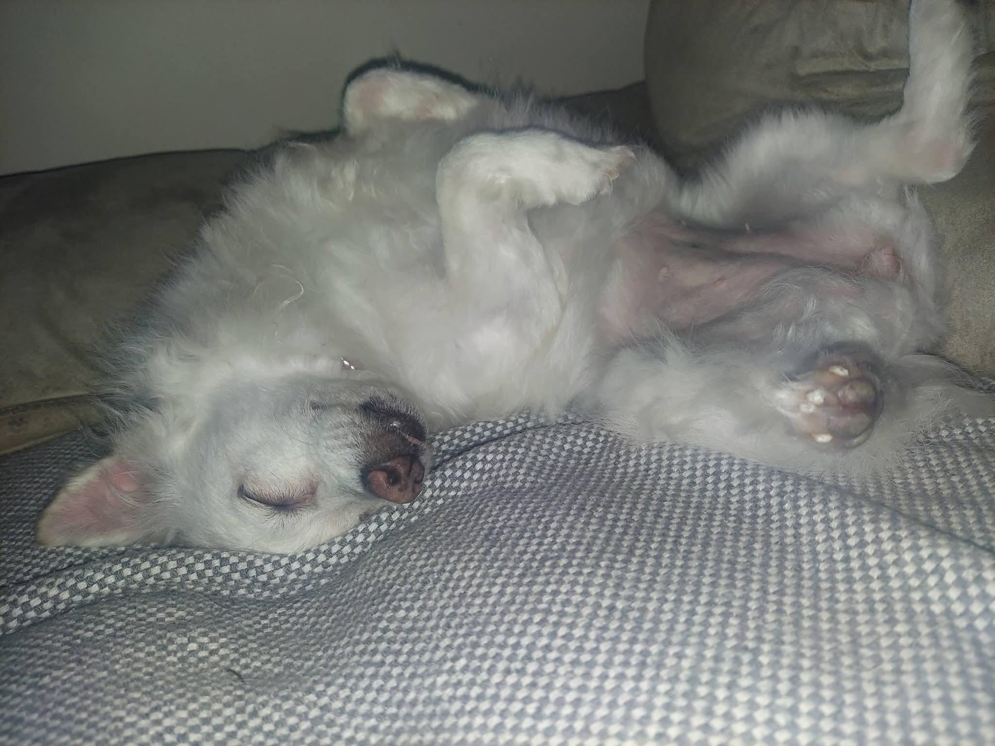 Enlarge Paloma, a ADOPTABLE mixed breed in Lexington, KY image 2/3