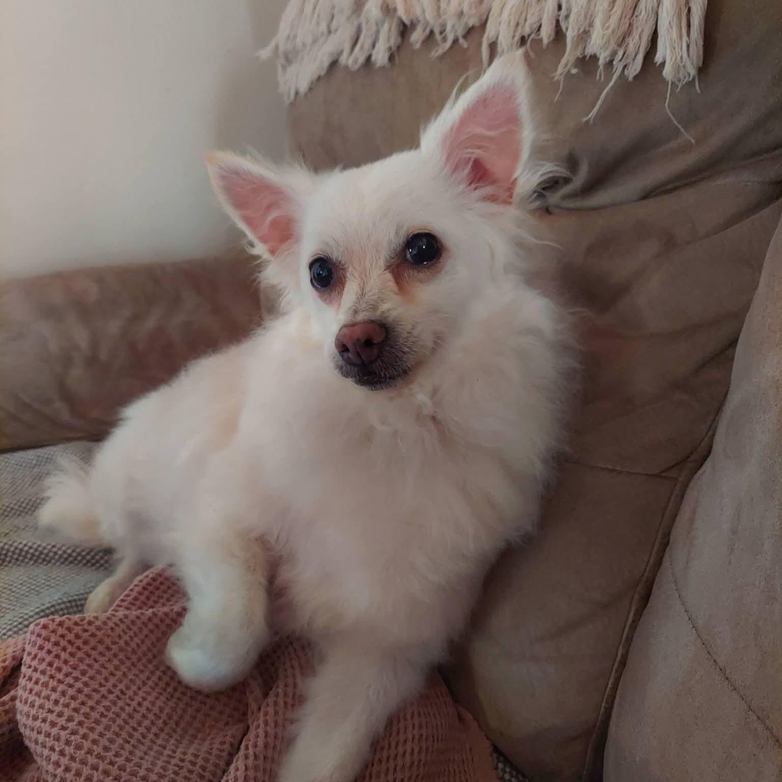 Enlarge Paloma, a ADOPTABLE mixed breed in Lexington, KY image 1/3