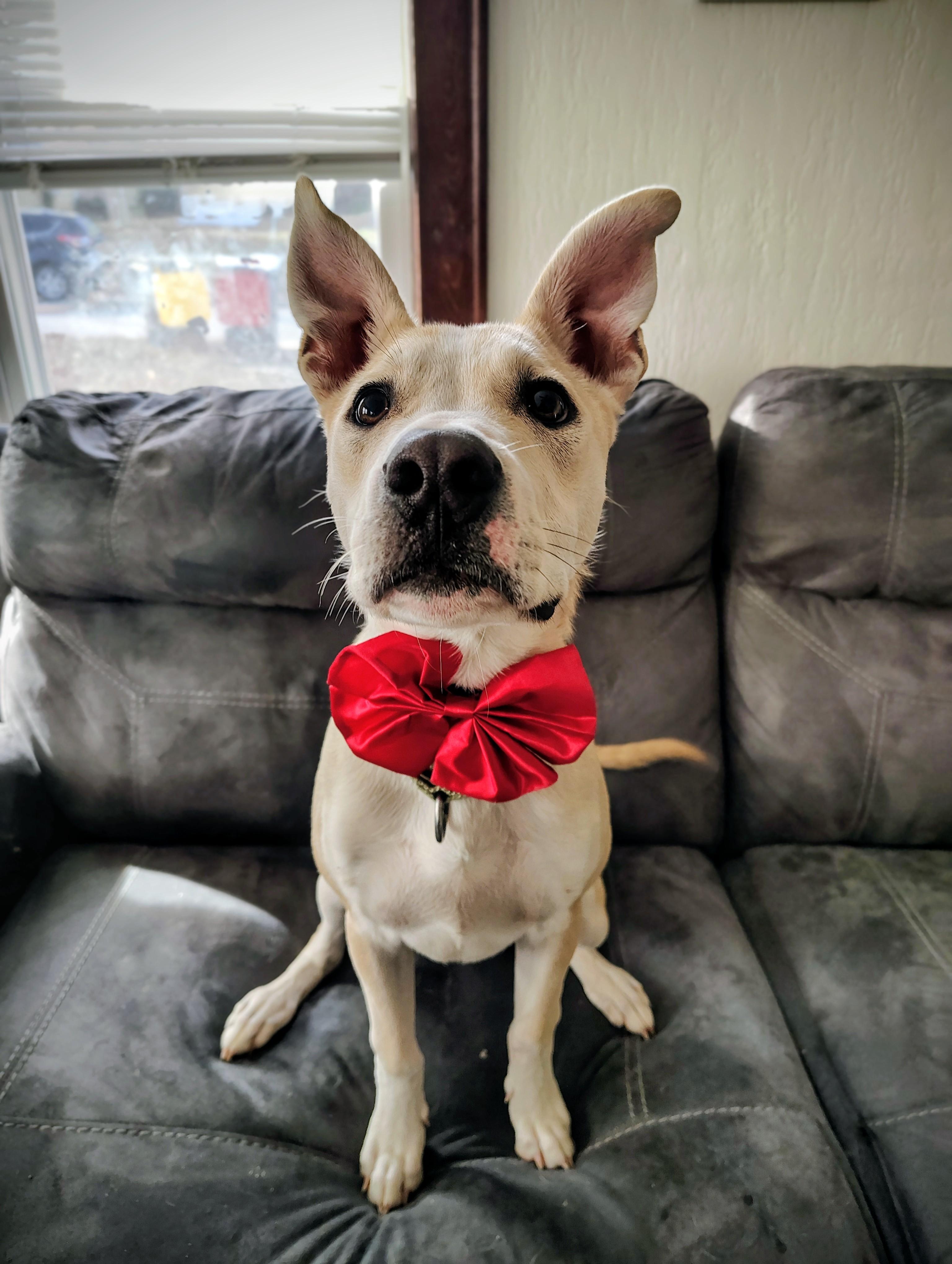 Bentley, Adoptable, Puppy Male Mixed Breed.