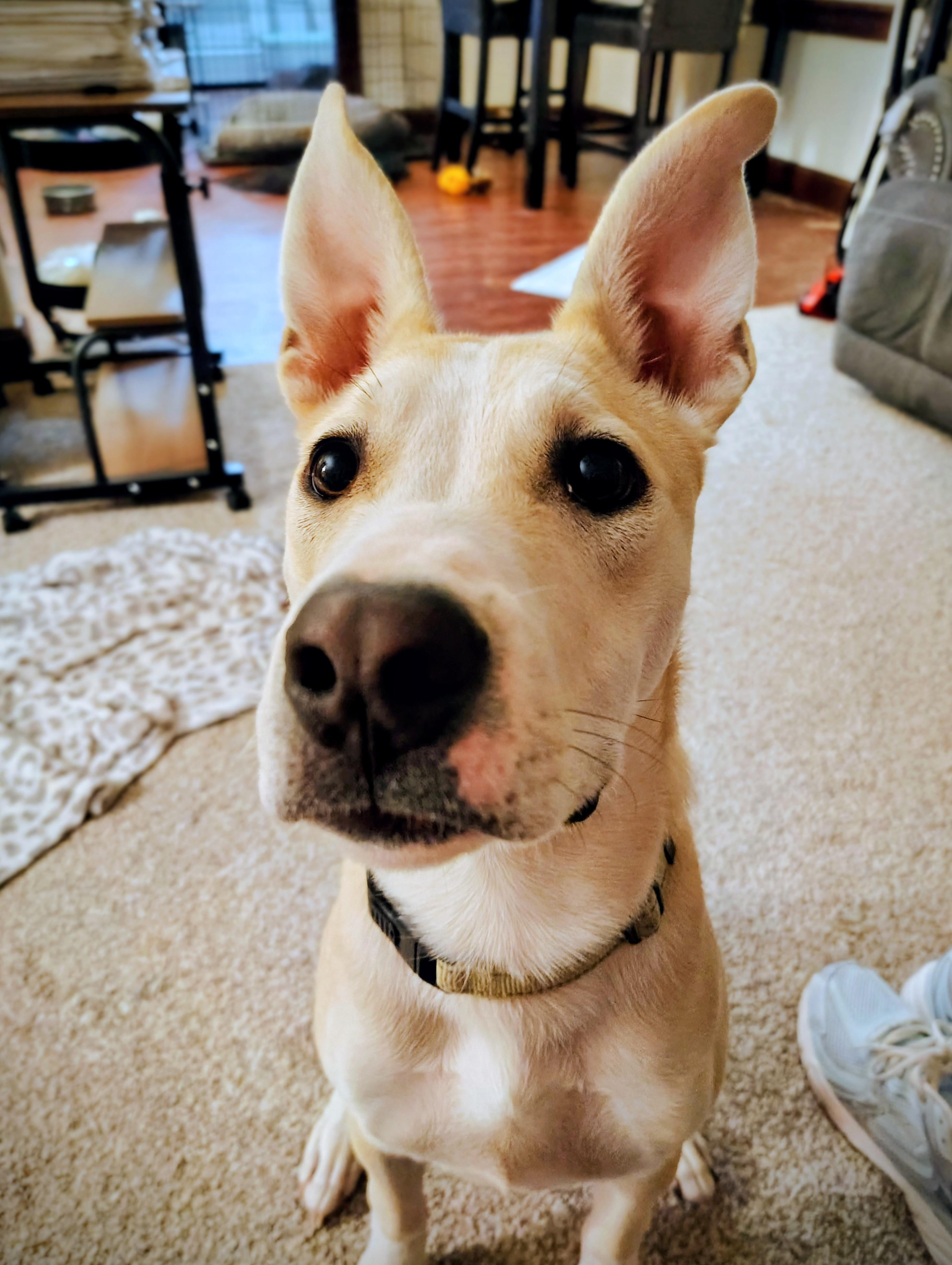 Enlarge Bentley, a Adoptable mixed breed in Richmond, MO image 3/3