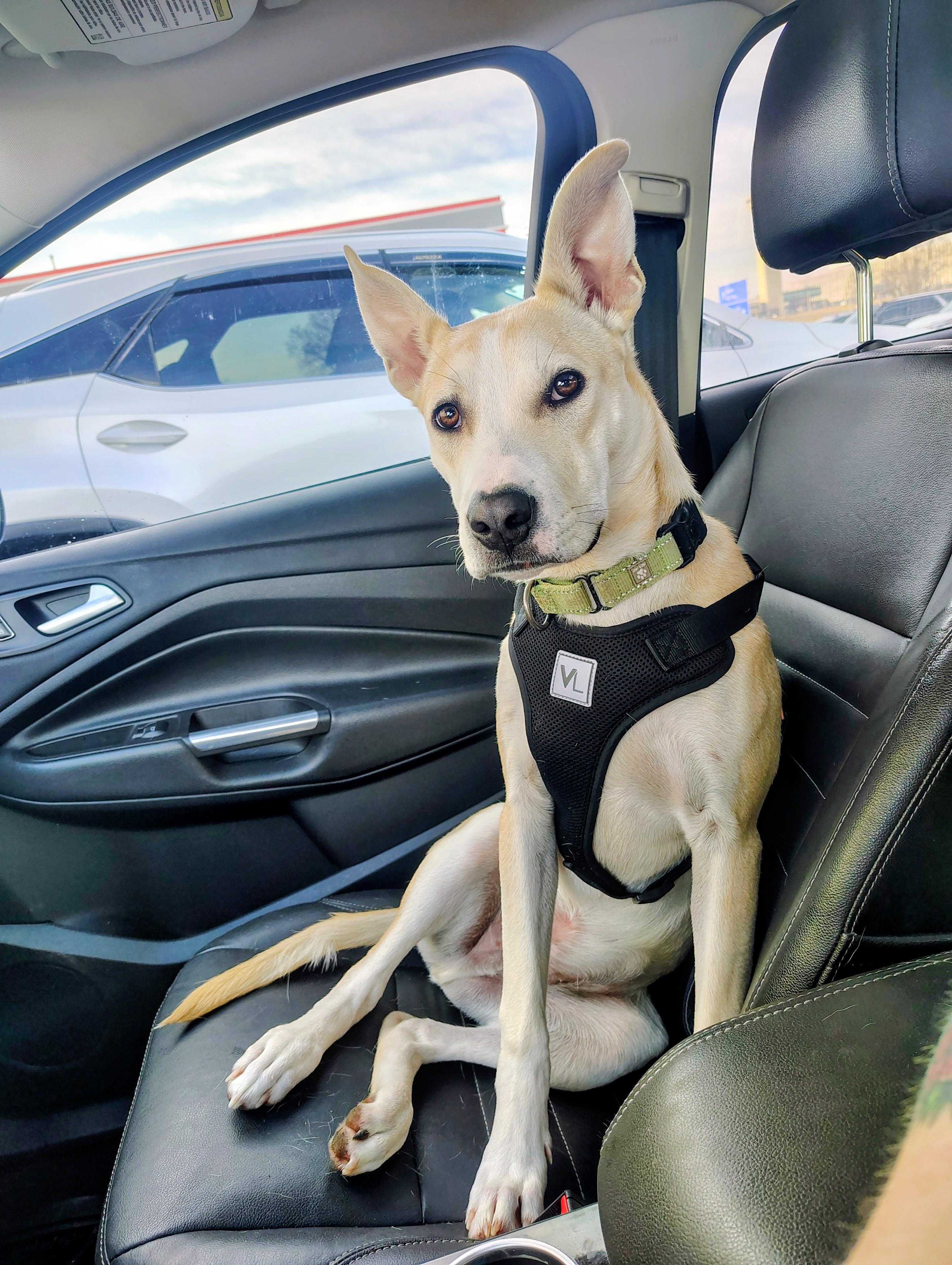 Enlarge Bentley, a Adoptable mixed breed in Richmond, MO image 2/3