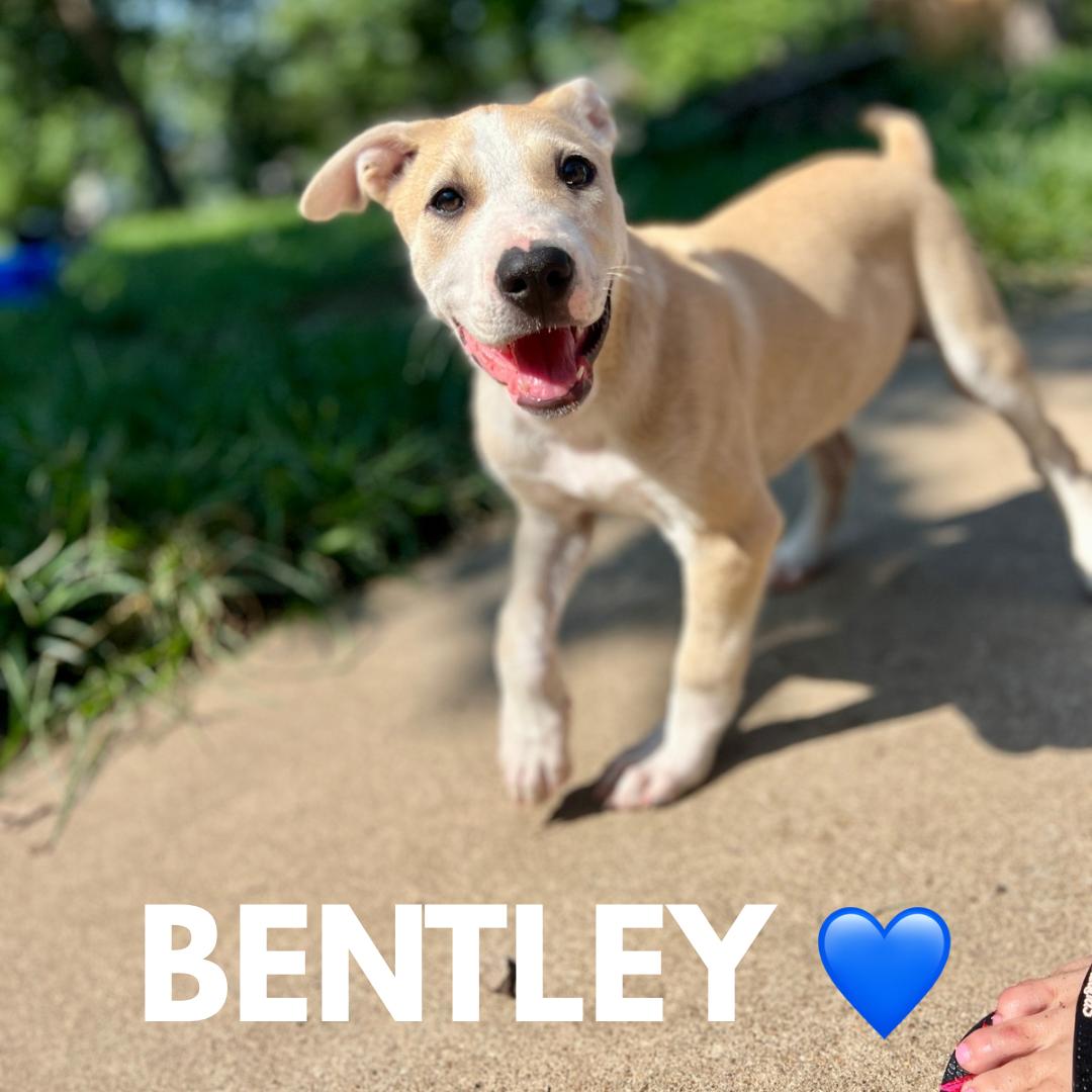 Enlarge Bentley, a Adoptable mixed breed in Richmond, MO image 1/1