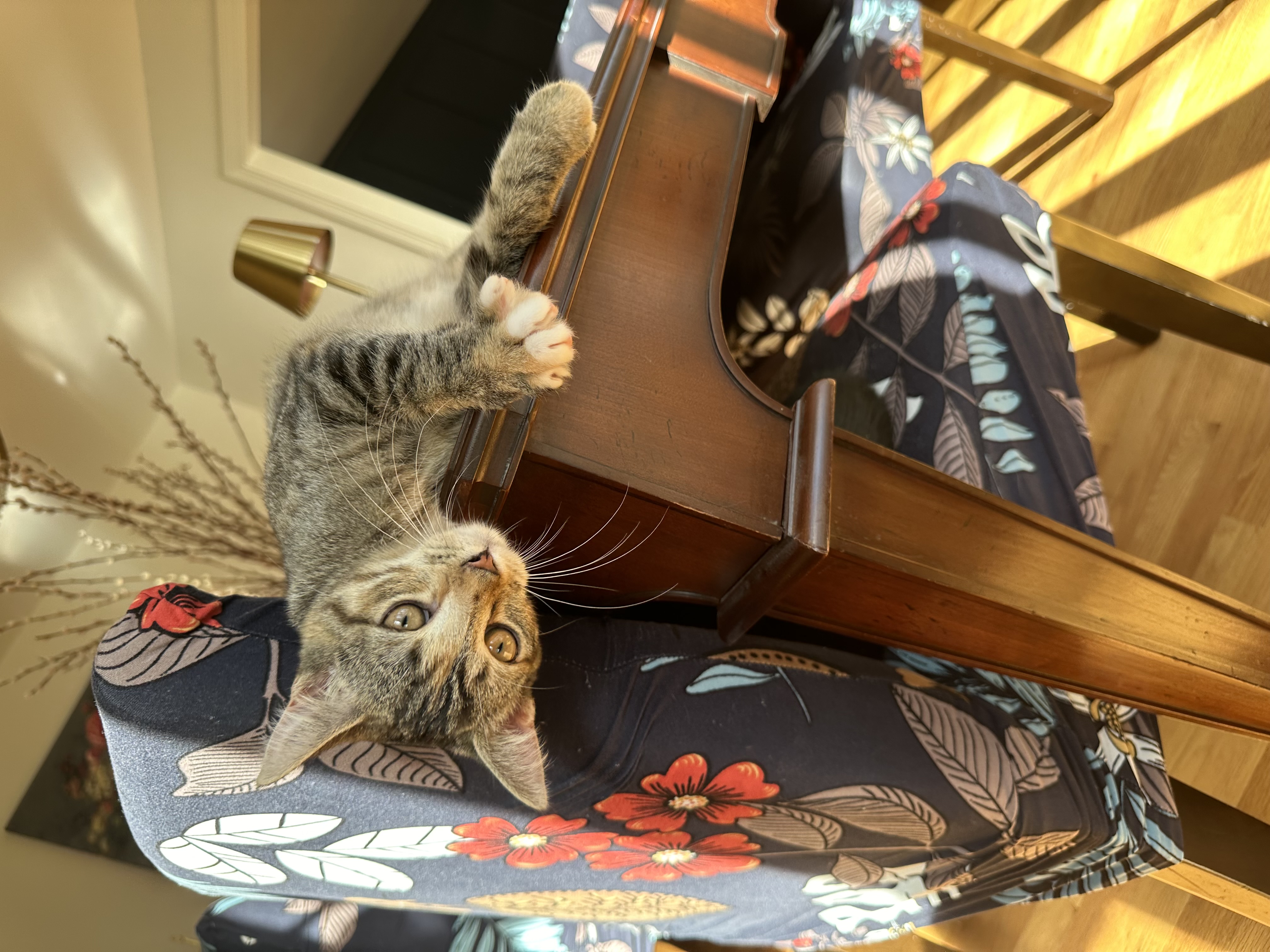 Tabi, Baby Female Domestic Short Hair