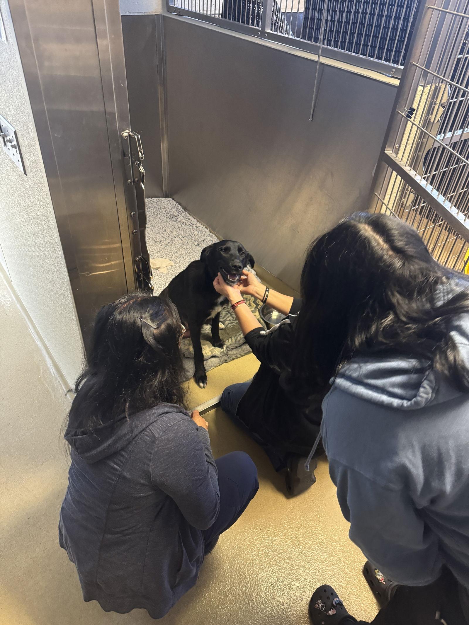 No name, Adoptable, Young Female Labrador Retriever.