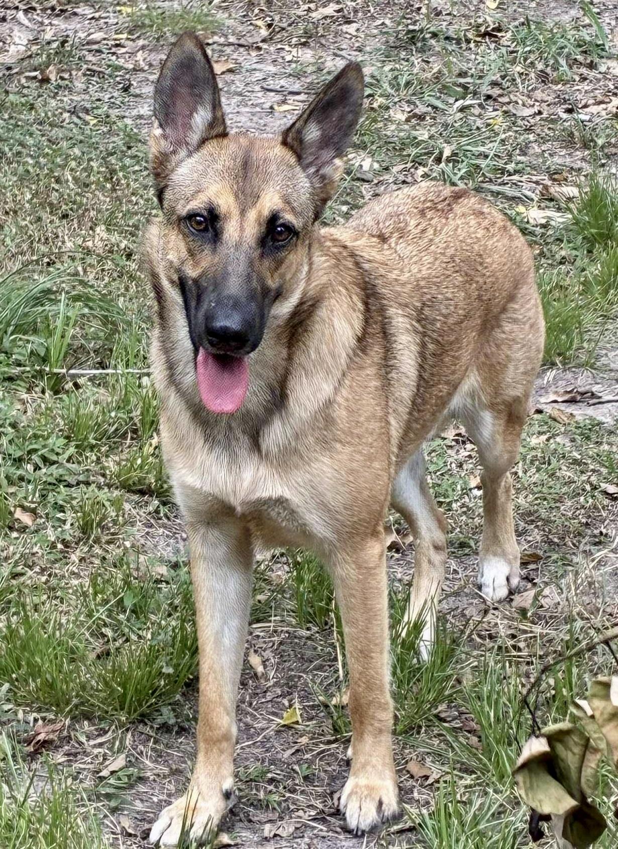 Enlarge Valentina, a Adopted mixed breed in North Vancouver, BC image 5/6