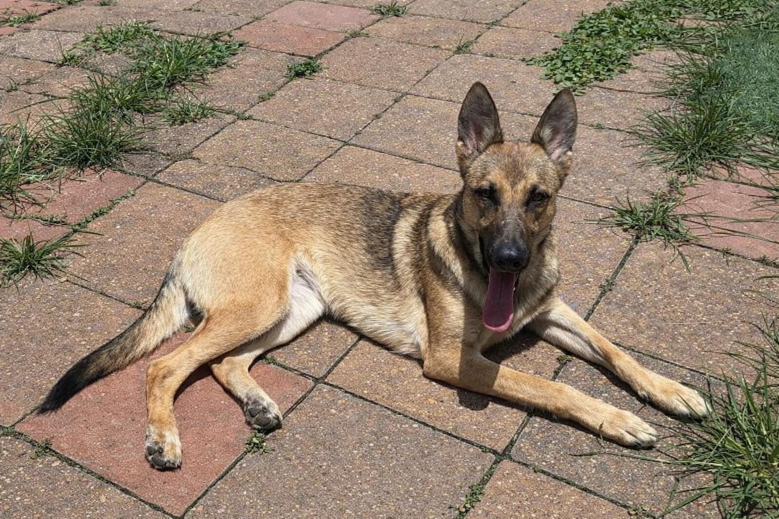 Enlarge Valentina, a Adopted mixed breed in North Vancouver, BC image 6/6