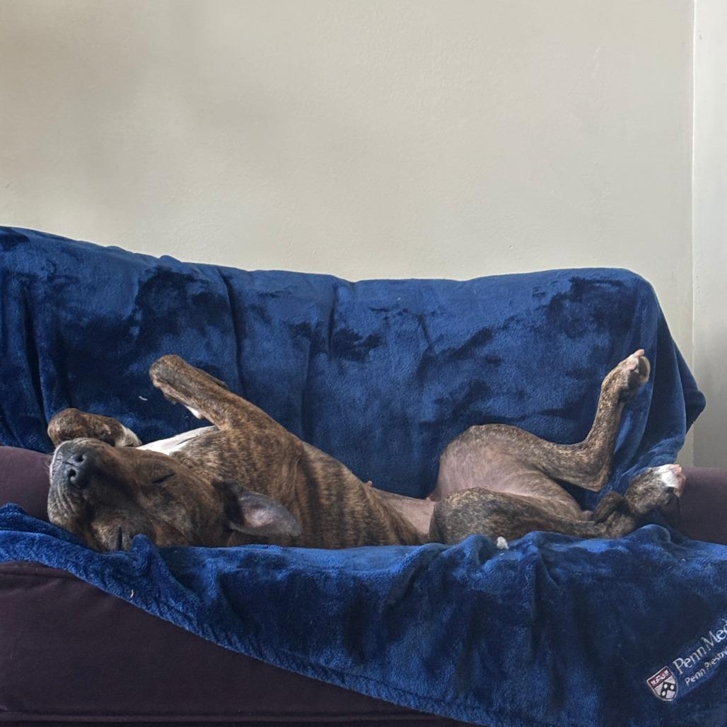Doctor Beef, Adoptable, Adult Female Mixed Breed.