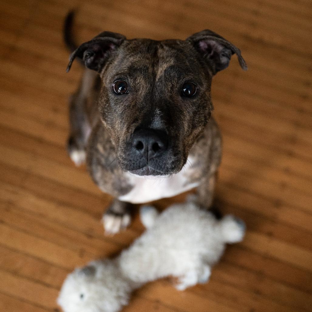 Enlarge Doctor Beef, a Adoptable Mixed Breed in Philadelphia, PA image 2/6