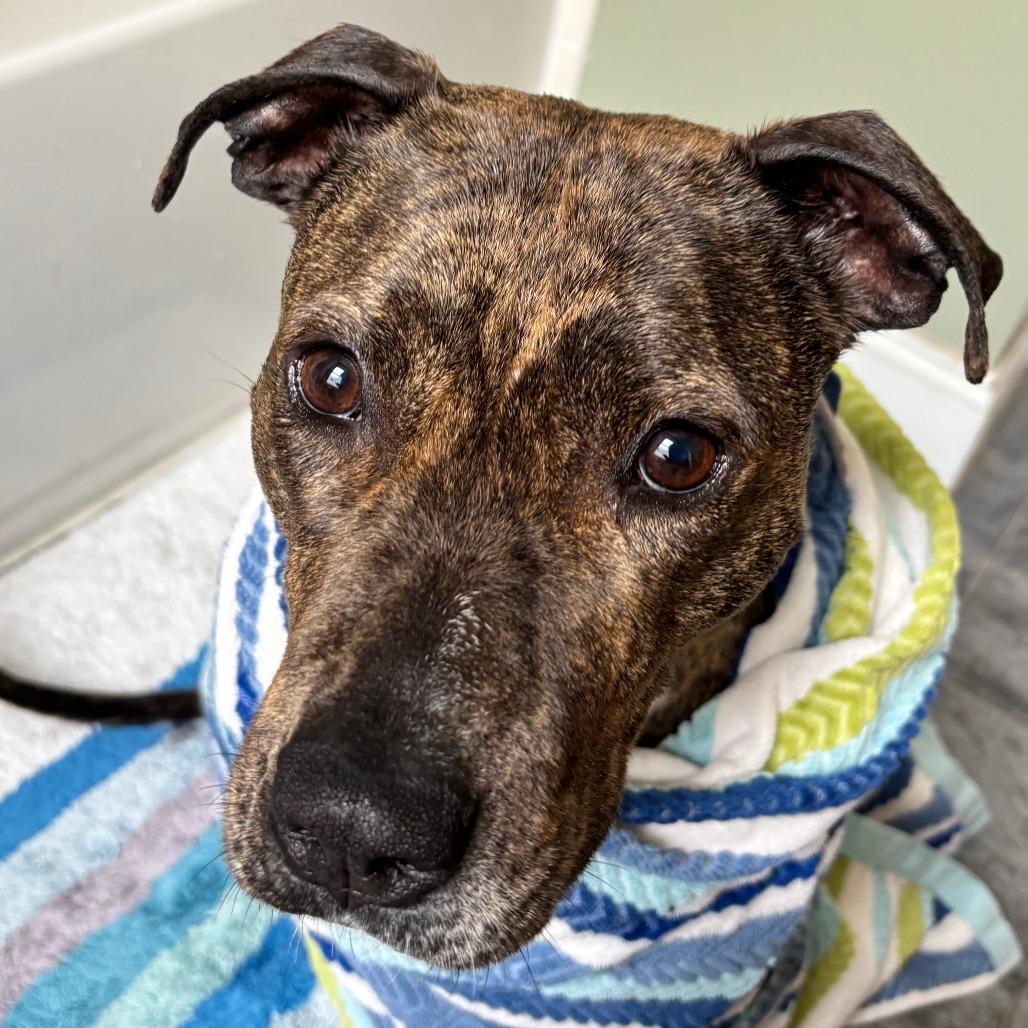 Enlarge Doctor Beef, a Adoptable Mixed Breed in Philadelphia, PA image 3/6