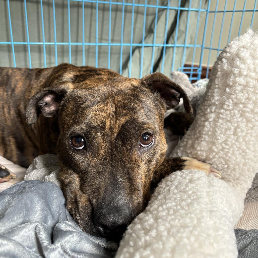 Enlarge Doctor Beef, a Adoptable Mixed Breed in Philadelphia, PA image 5/6