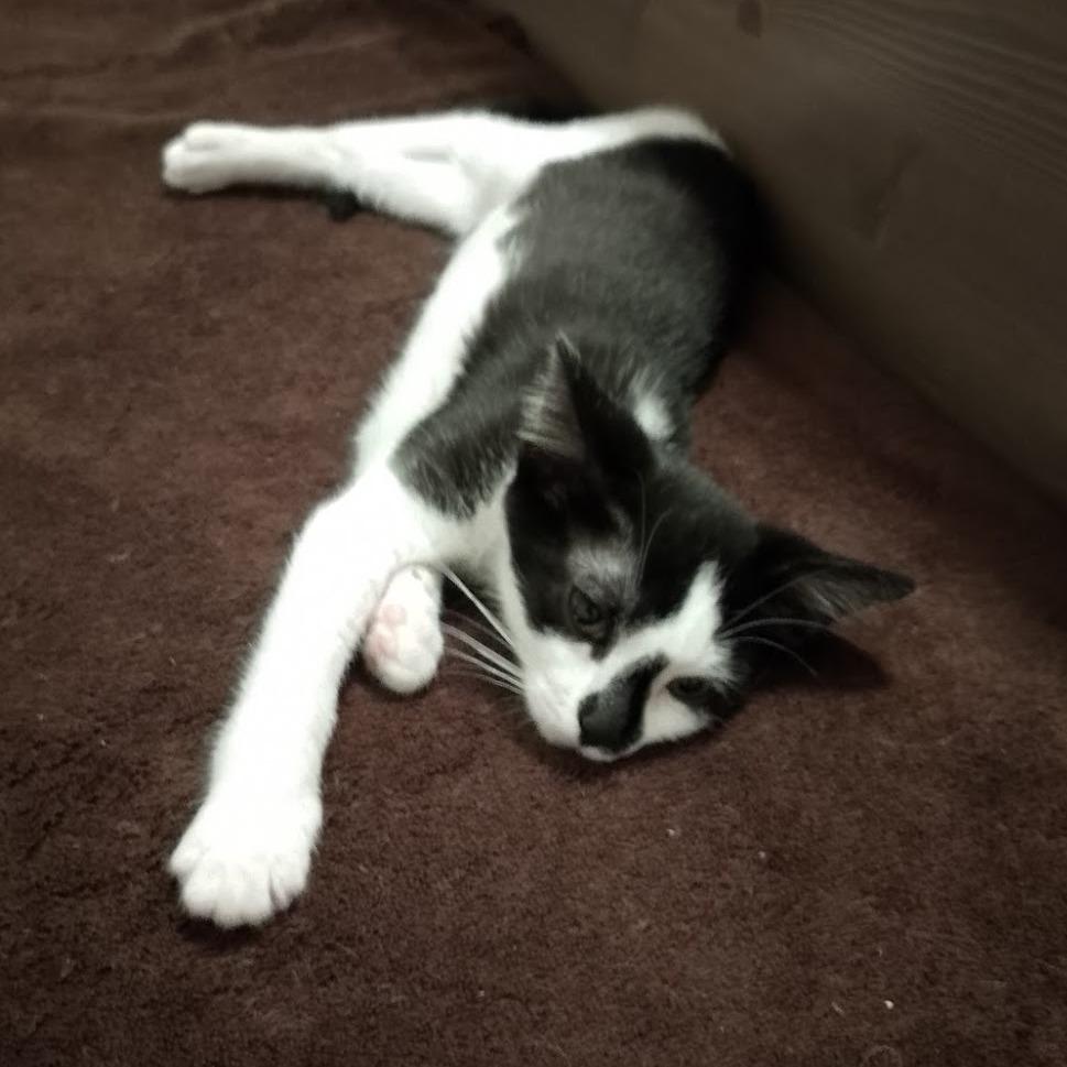 Ovaltine, Adoptable, Young Female Domestic Short Hair & Oriental Short Hair.