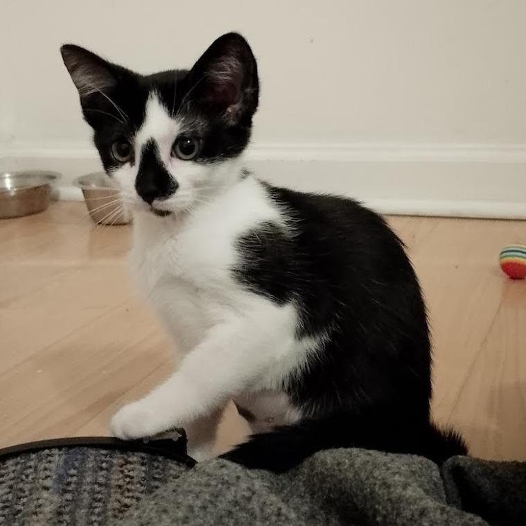 Enlarge Ovaltine, a Adoptable mixed breed in Durham, NC image 2/6