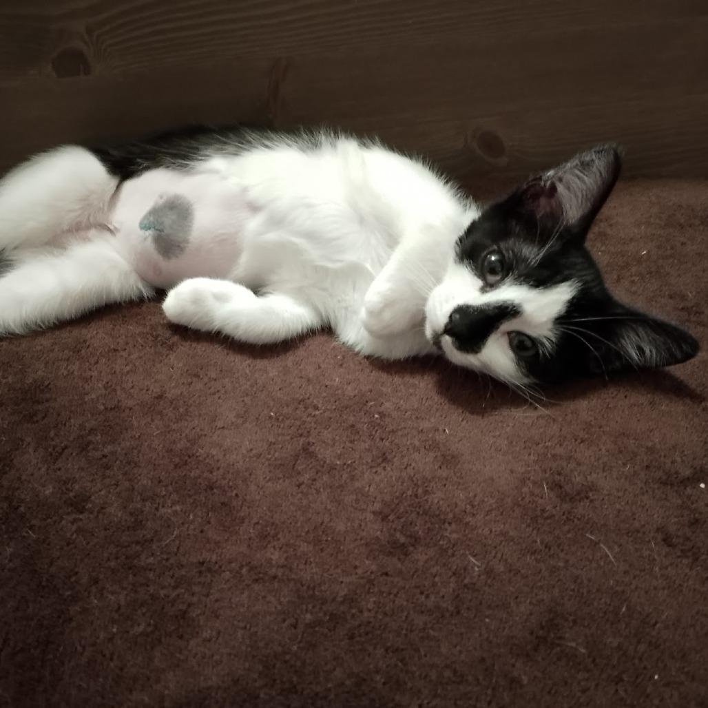 Enlarge Ovaltine, a Adoptable mixed breed in Durham, NC image 4/6