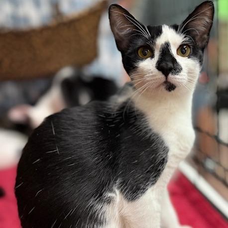 Enlarge Ovaltine, a Adoptable mixed breed in Durham, NC image 6/6