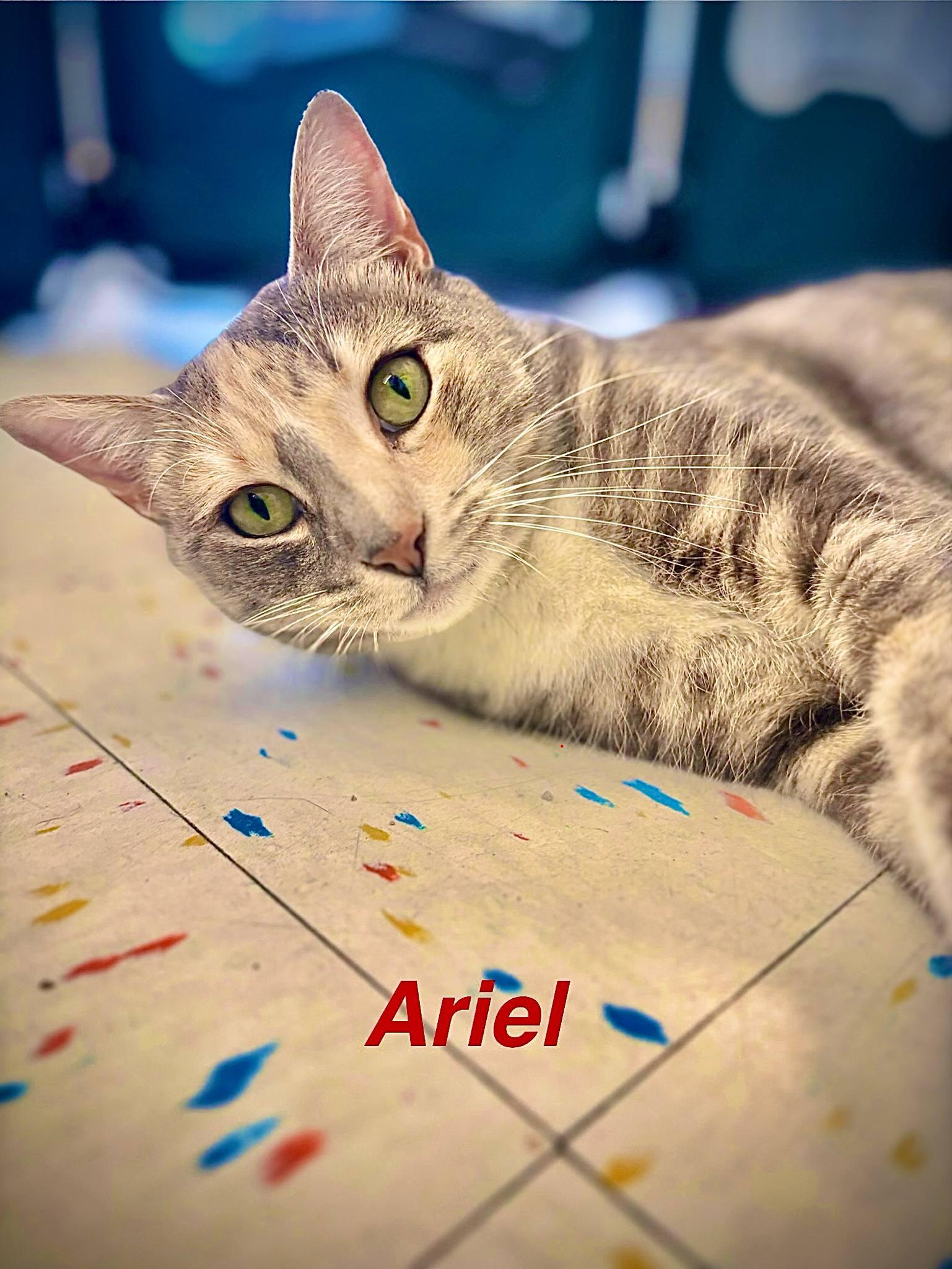 Ariel