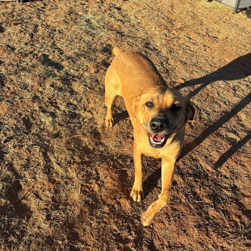 Cleo, a ADOPTABLE mixed breed in Enfield, CT image 2/2