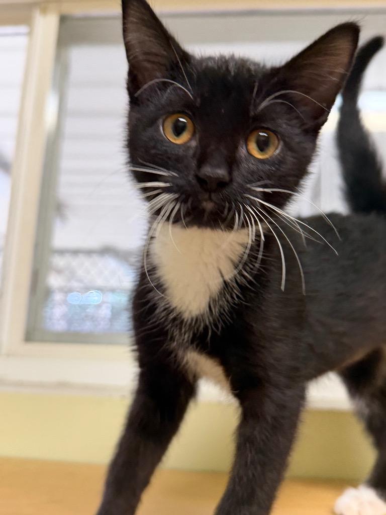Enlarge Chip, a Adoptable Domestic Short Hair in Amery, WI image 1/2