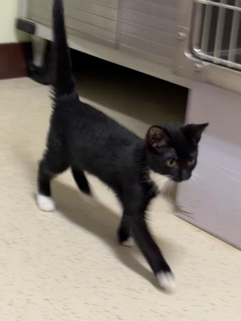 Enlarge Chip, a Adoptable Domestic Short Hair in Amery, WI image 2/2