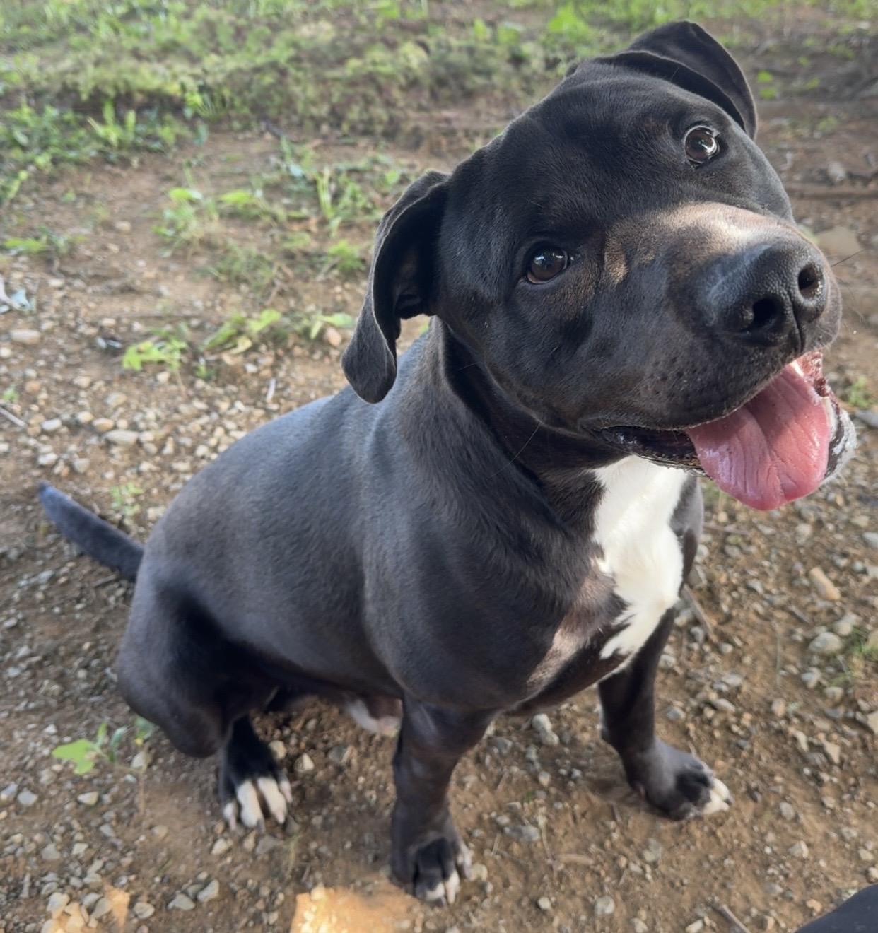 Enlarge Pork Chop "Chops", a ADOPTABLE mixed breed in Kearneysville, WV image 2/5