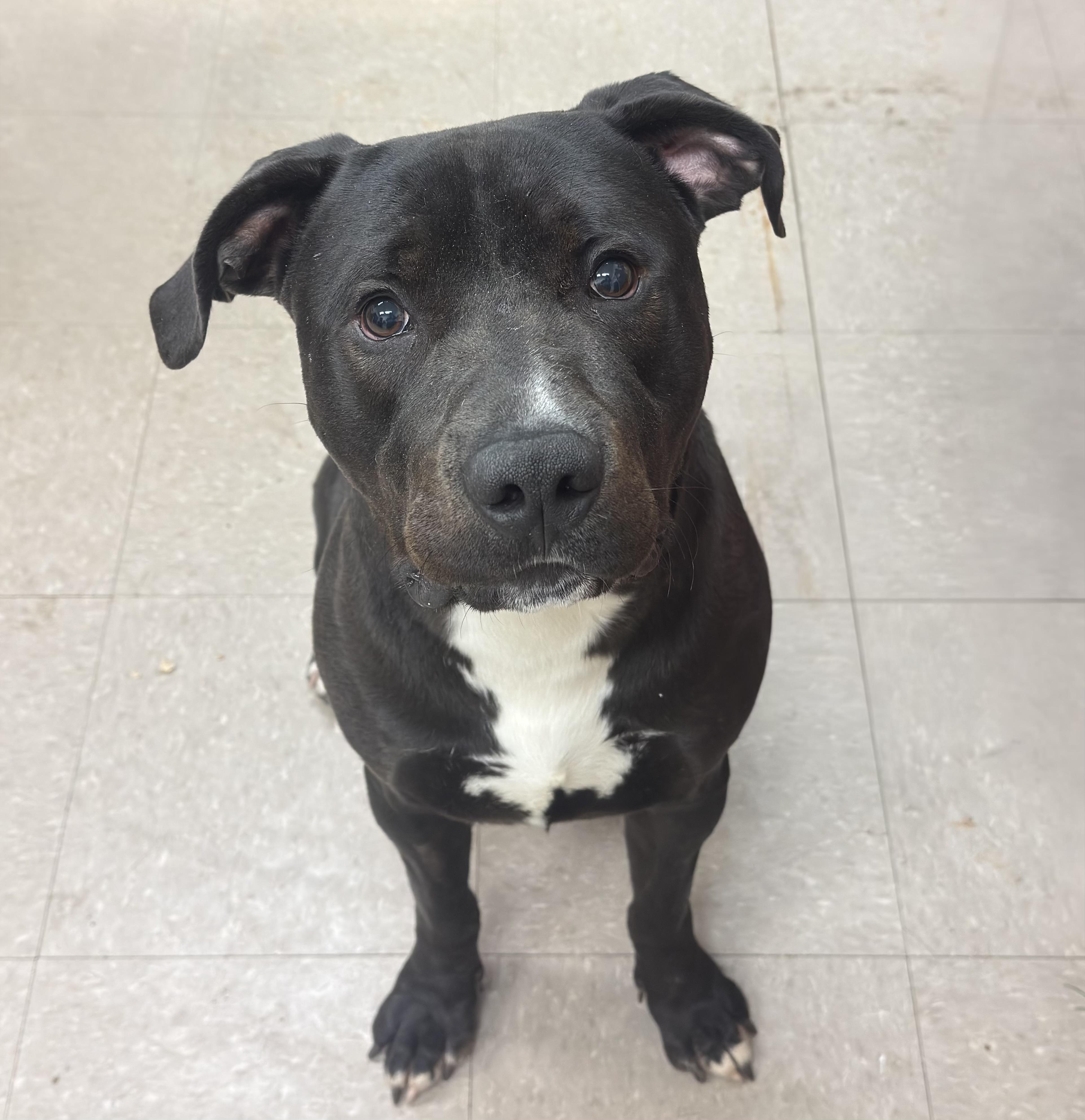 Enlarge Pork Chop "Chops", a ADOPTABLE mixed breed in Kearneysville, WV image 4/5