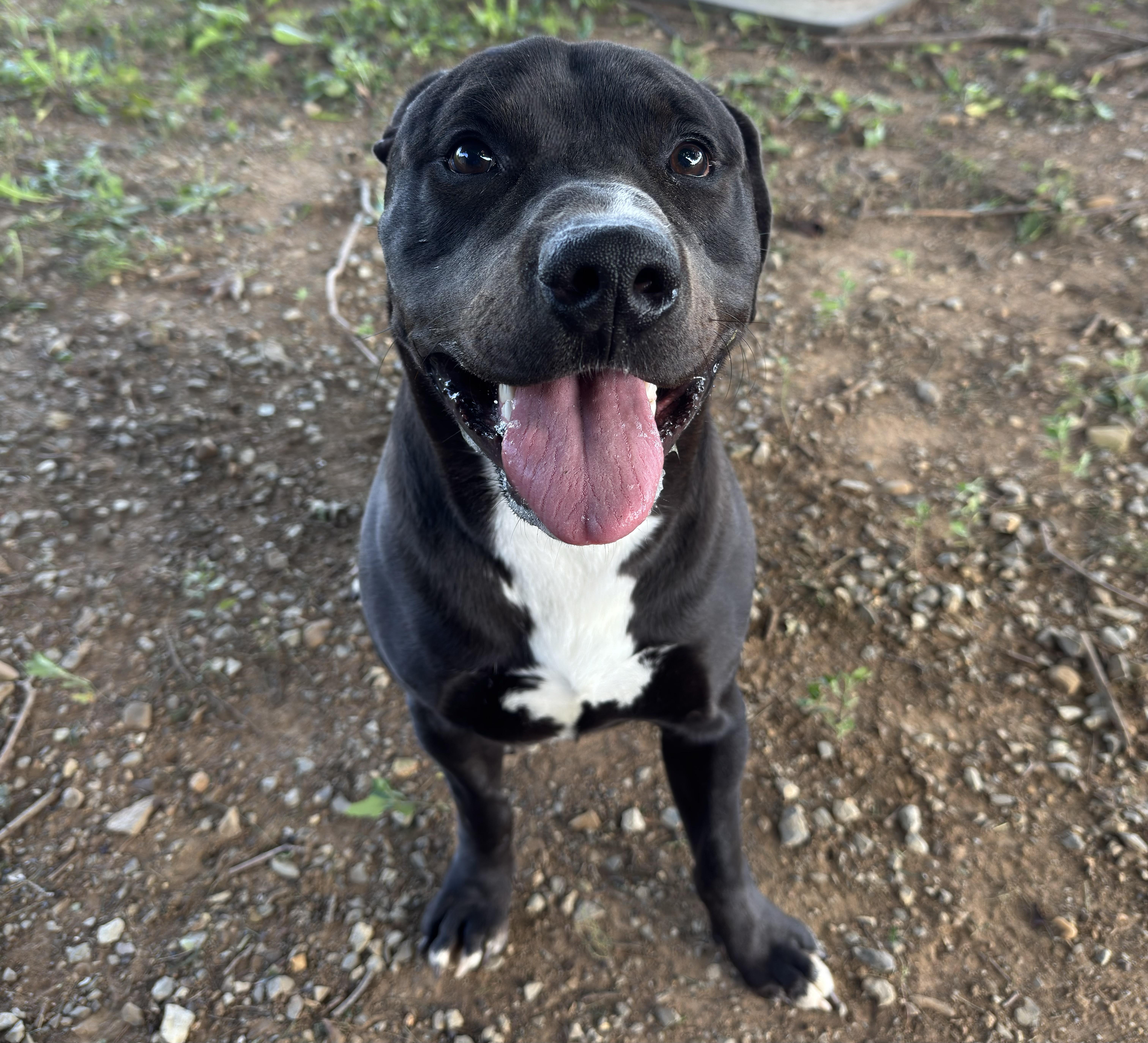 Enlarge Pork Chop "Chops", a ADOPTABLE mixed breed in Kearneysville, WV image 5/5