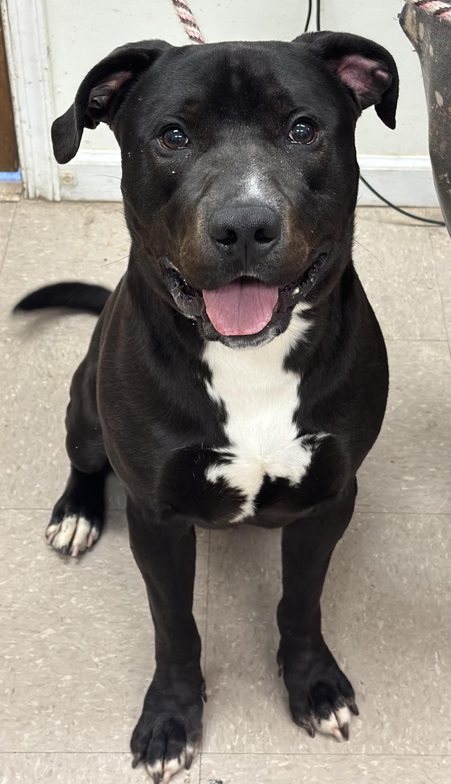 Enlarge Pork Chop "Chops", a ADOPTABLE mixed breed in Kearneysville, WV image 1/5