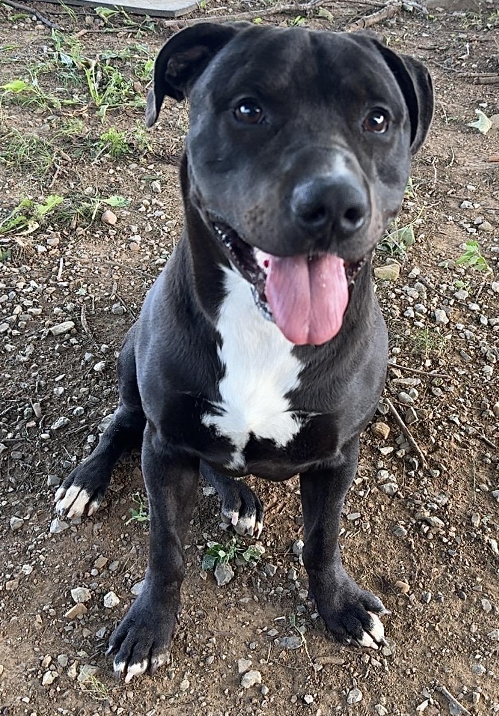 Enlarge Pork Chop "Chops", a ADOPTABLE mixed breed in Kearneysville, WV image 3/5