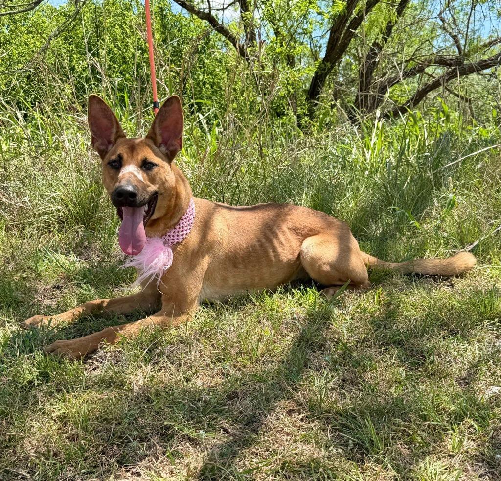 Enlarge Butterfly, a Adoptable Belgian Shepherd / Malinois in Belton, TX image 1/4