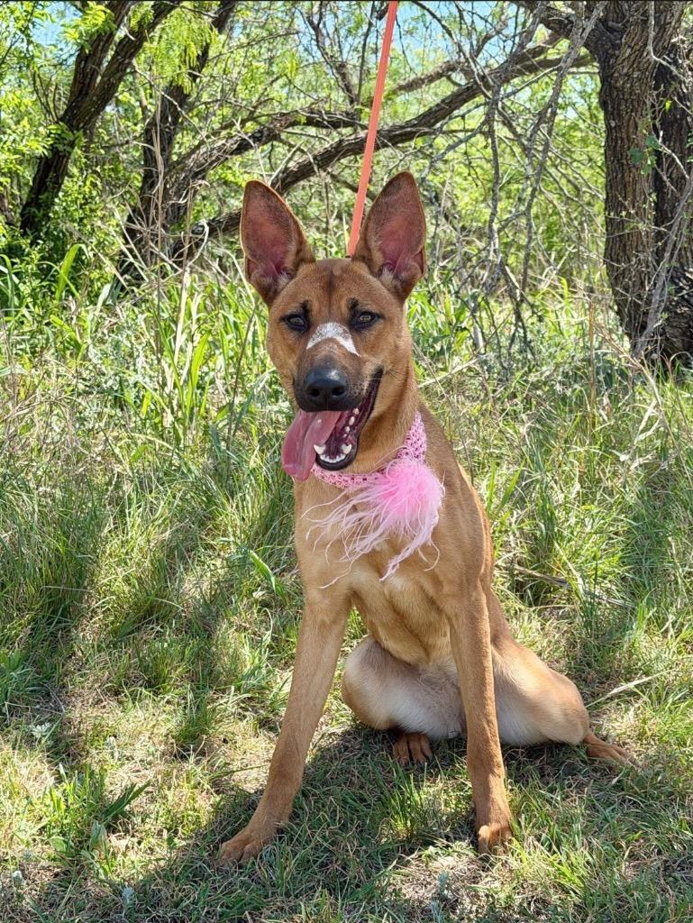 Enlarge Butterfly, a Adoptable Belgian Shepherd / Malinois in Belton, TX image 2/4