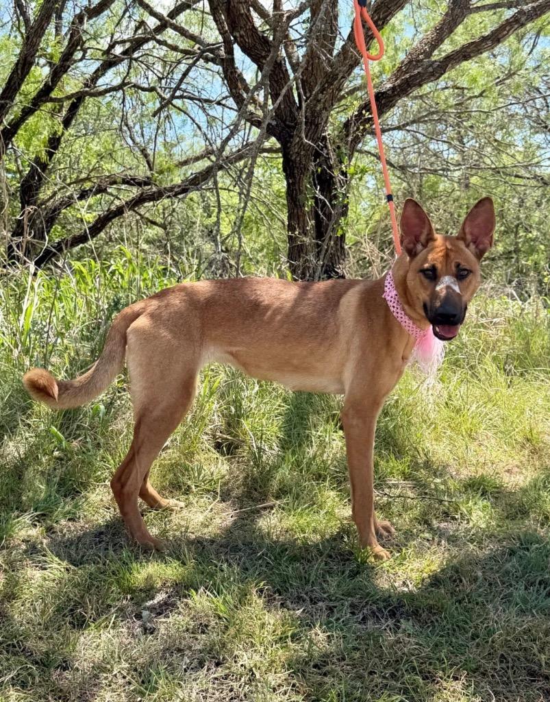 Enlarge Butterfly, a Adoptable Belgian Shepherd / Malinois in Belton, TX image 3/4