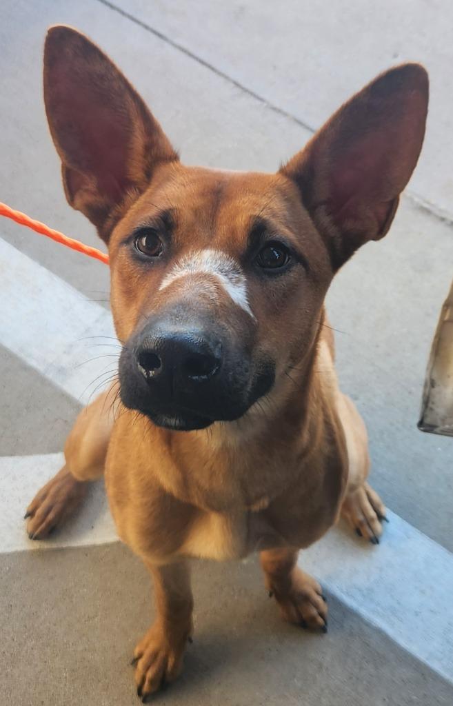 Enlarge Butterfly, a Adoptable Belgian Shepherd / Malinois in Belton, TX image 1/1