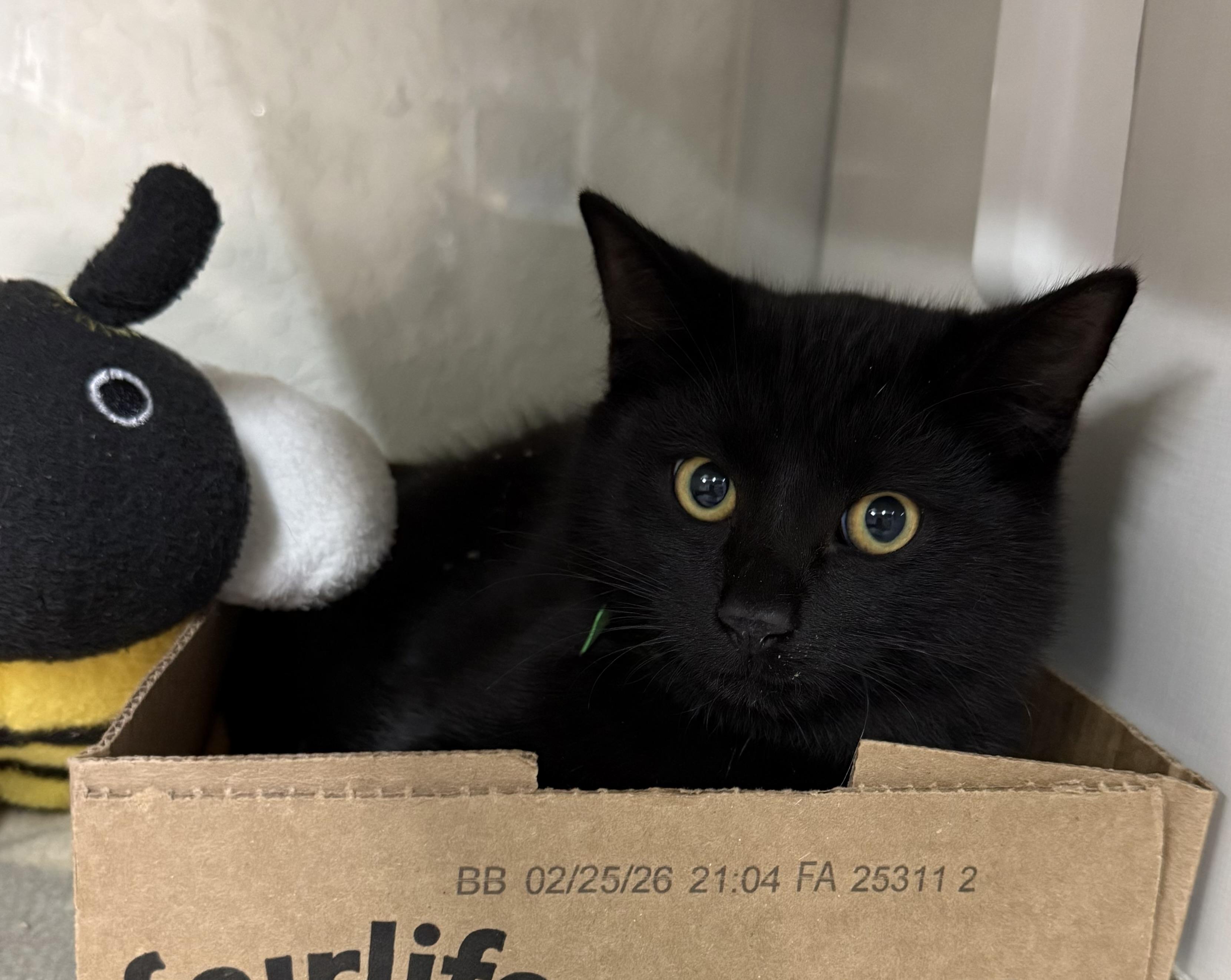 Frack, ADOPTABLE, Young Male Domestic Short Hair.