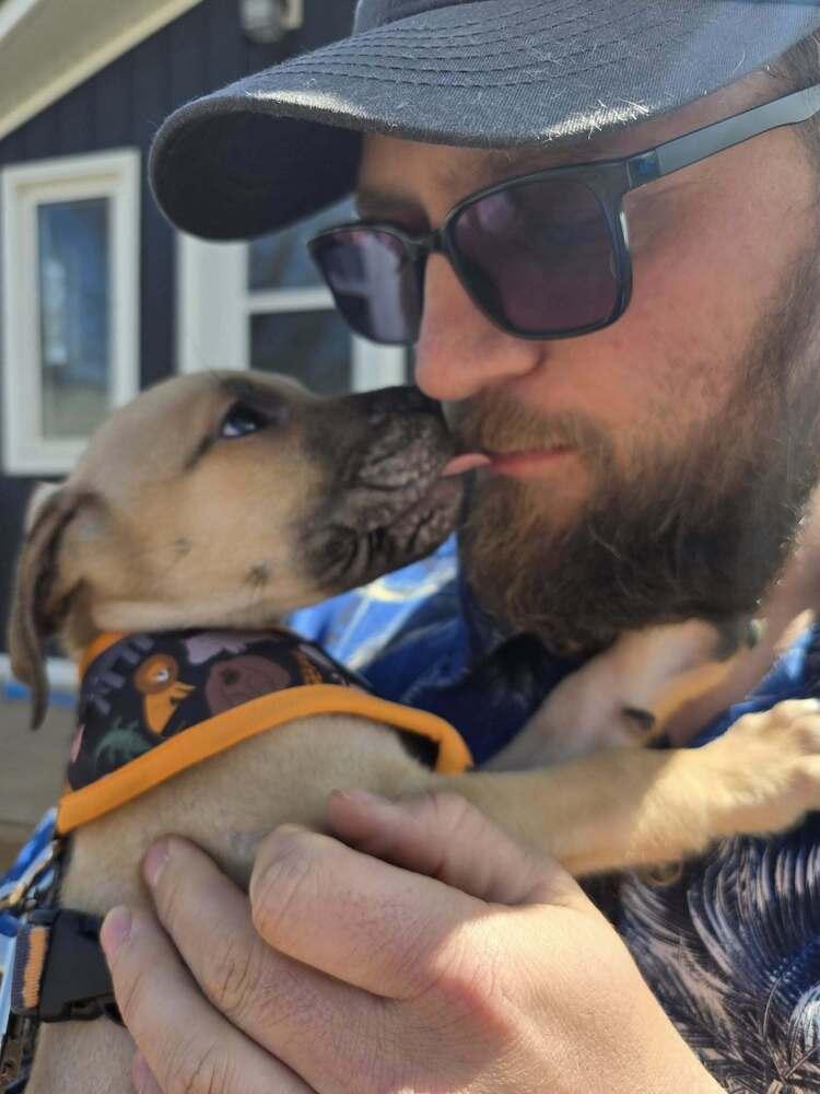 Arthur, Adoptable, Puppy Male Cane Corso & Golden Retriever.