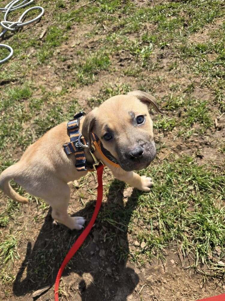 Arthur, a Adoptable mixed breed in Wiarton, ON image 2/2