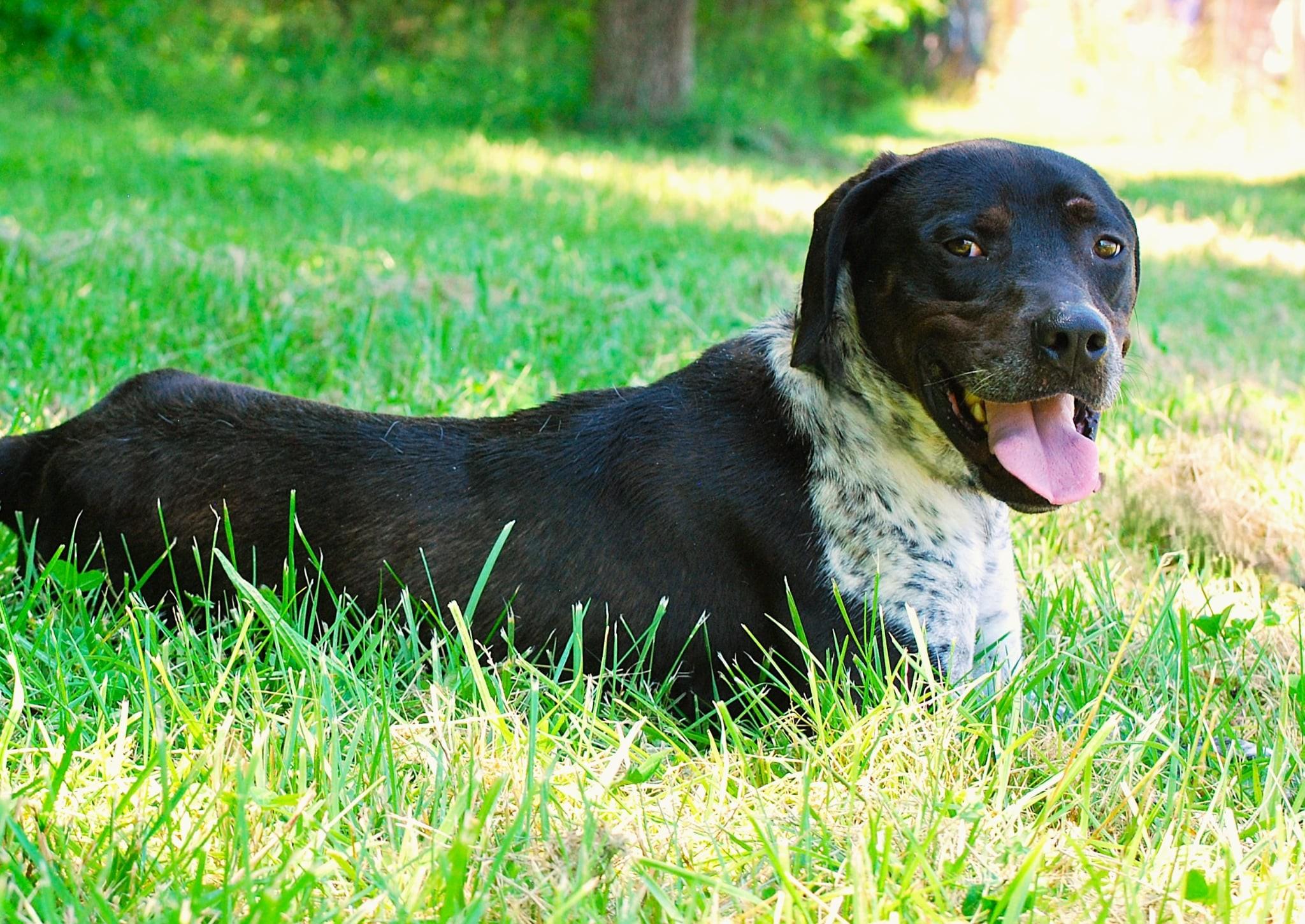 Enlarge Po, a Adoptable mixed breed in manchester, TN image 3/4