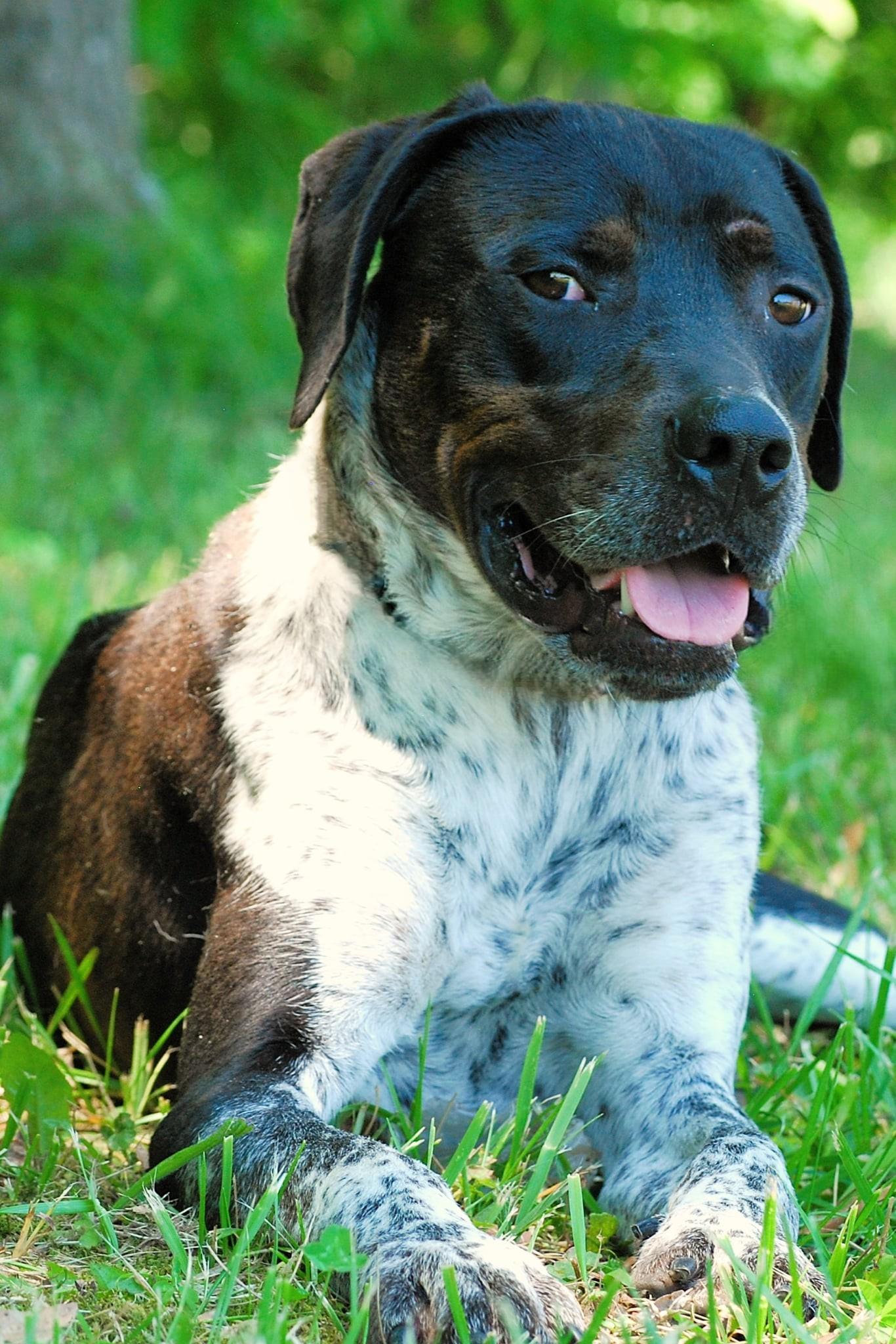 Po, Adoptable, Young Male Hound.