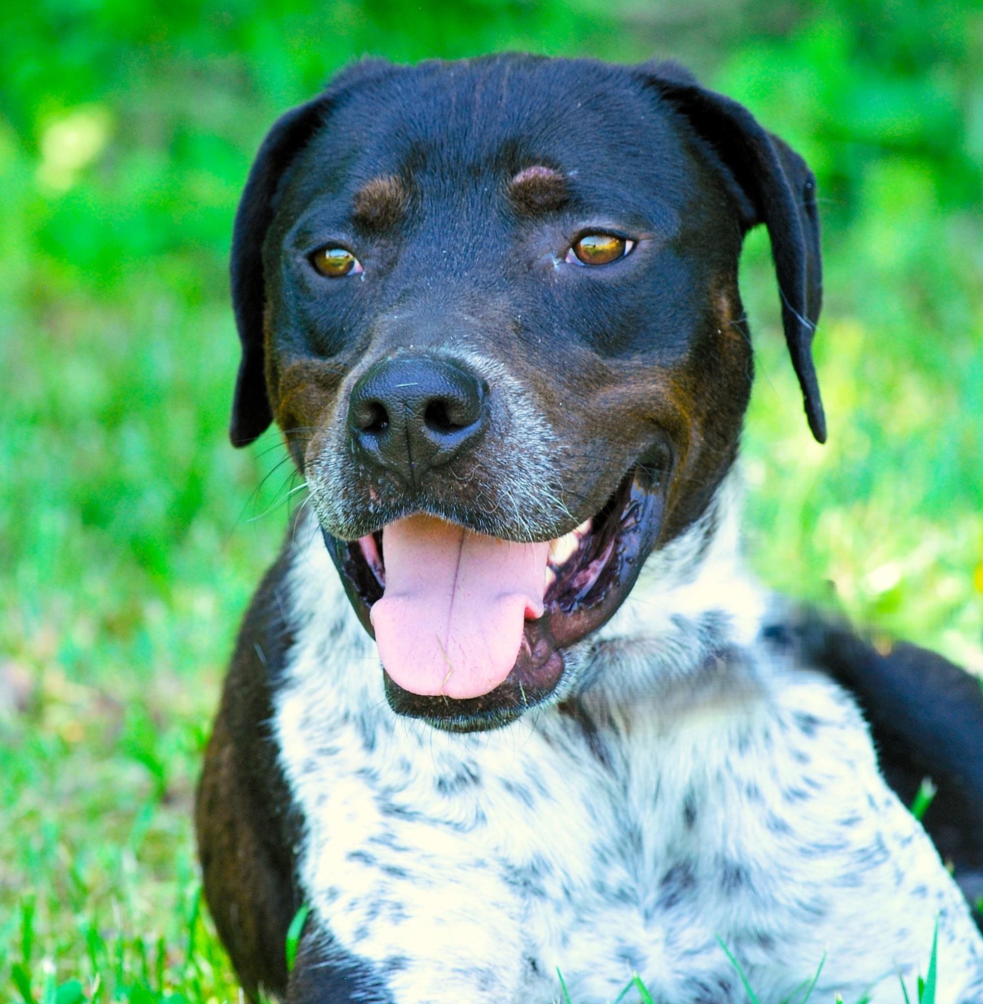 Enlarge Po, a Adoptable mixed breed in manchester, TN image 2/4