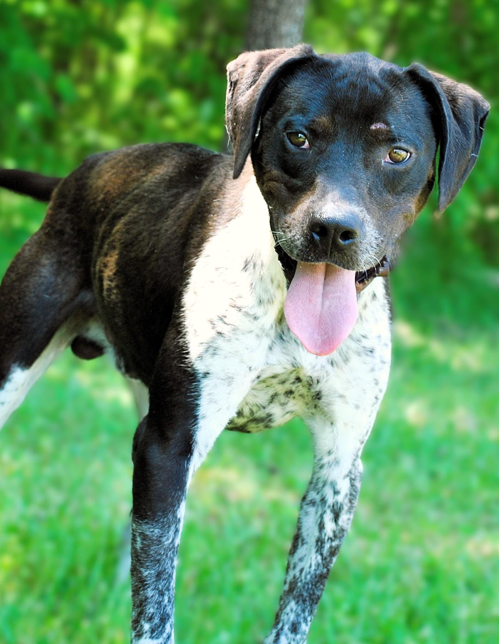 Enlarge Po, a Adoptable mixed breed in manchester, TN image 4/4