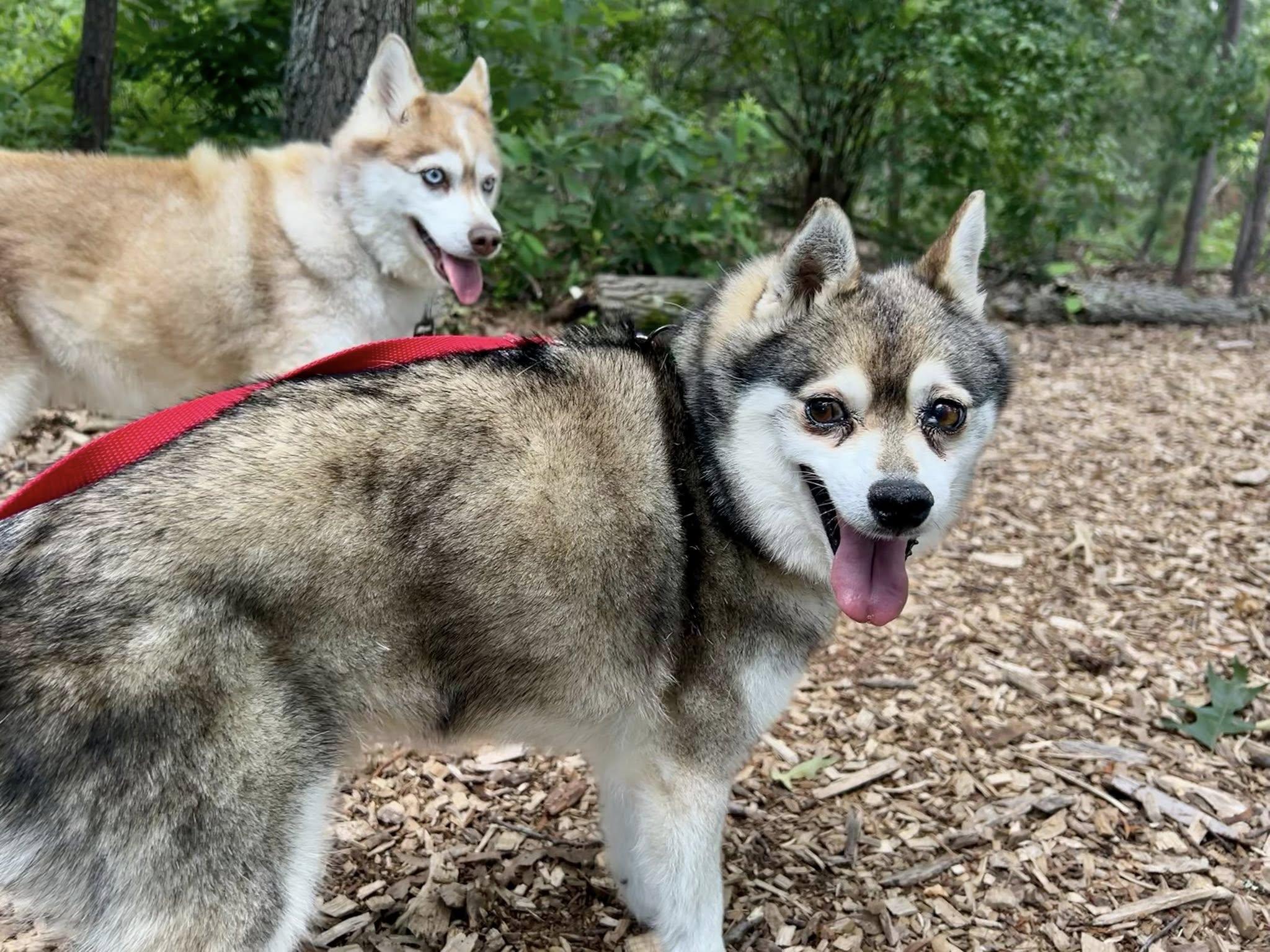 Timber, Adult Male Klee Kai