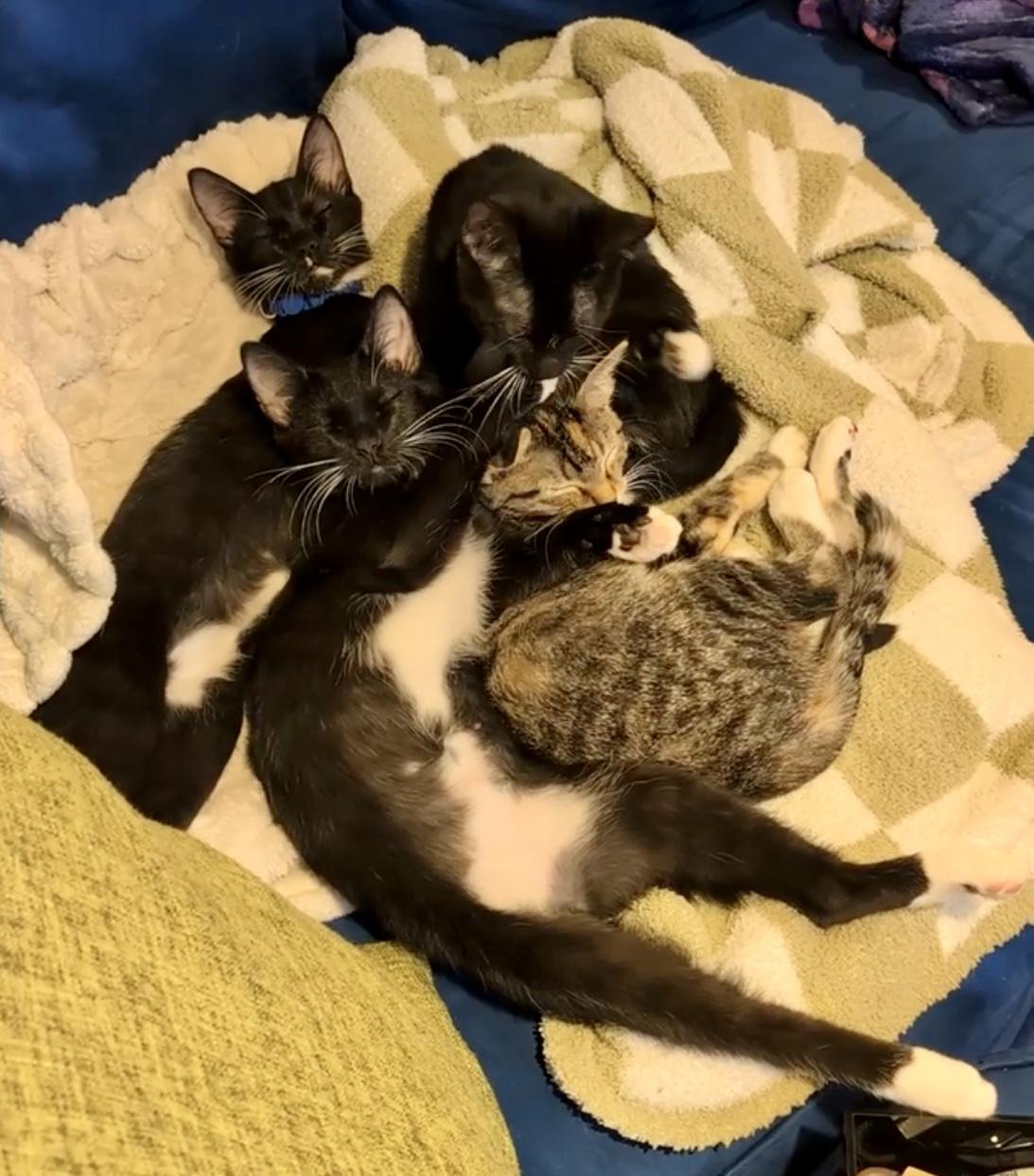 Enlarge Kiki, a Adoptable Domestic Short Hair in Chicago, IL image 3/6