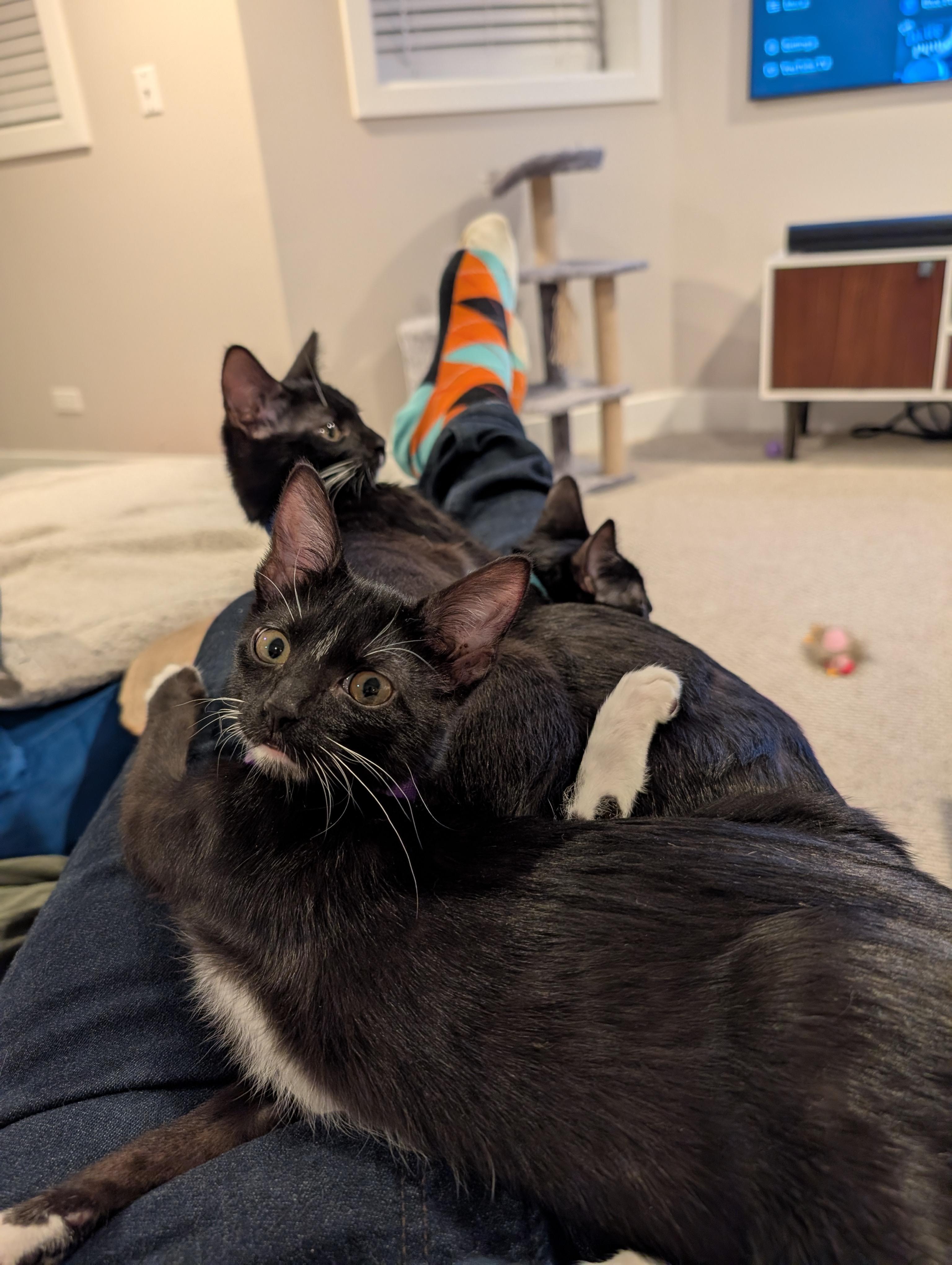 Enlarge Kiki, a Adoptable Domestic Short Hair in Chicago, IL image 2/6