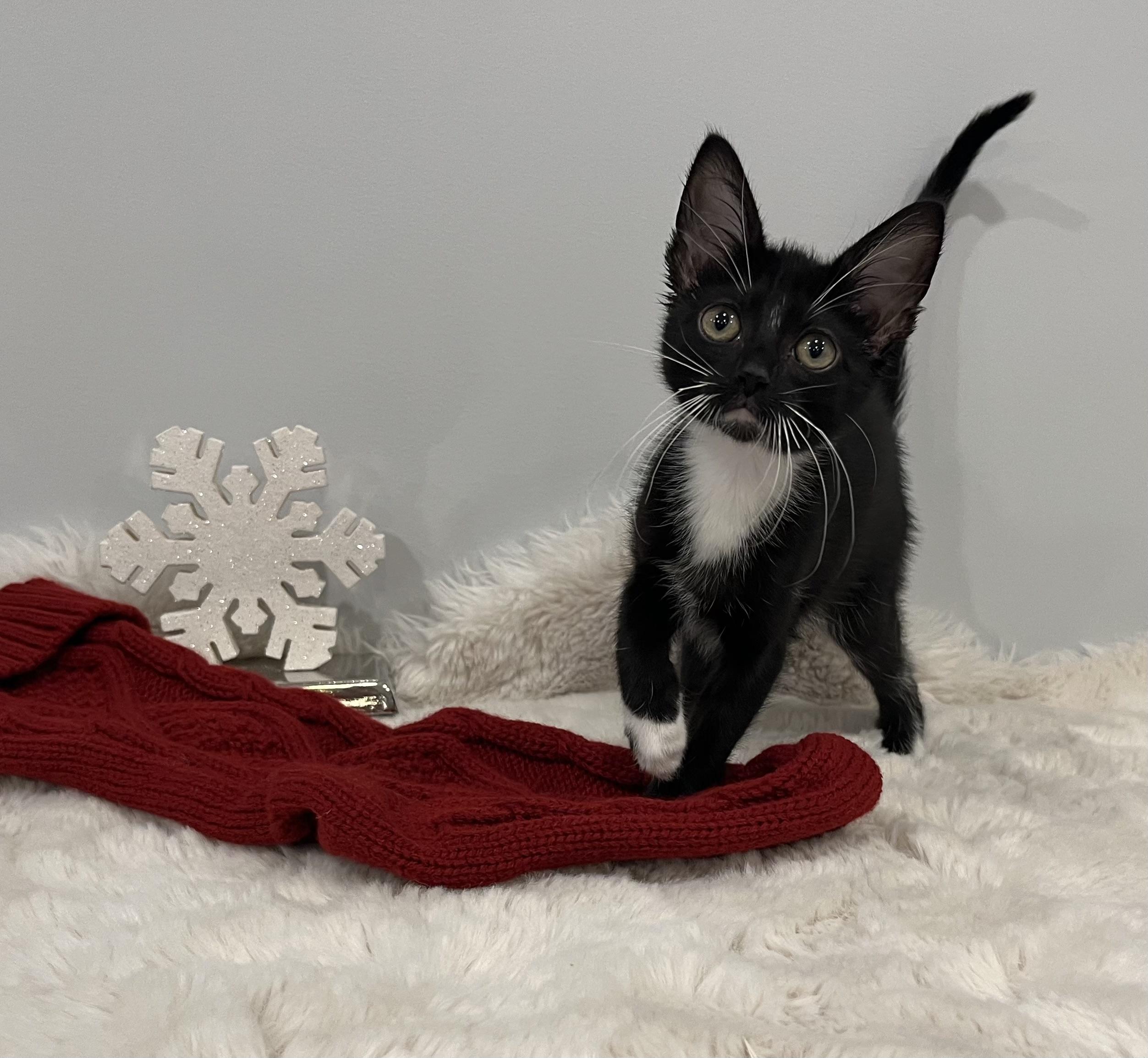 Enlarge Kiki, a Adoptable Domestic Short Hair in Chicago, IL image 2/3